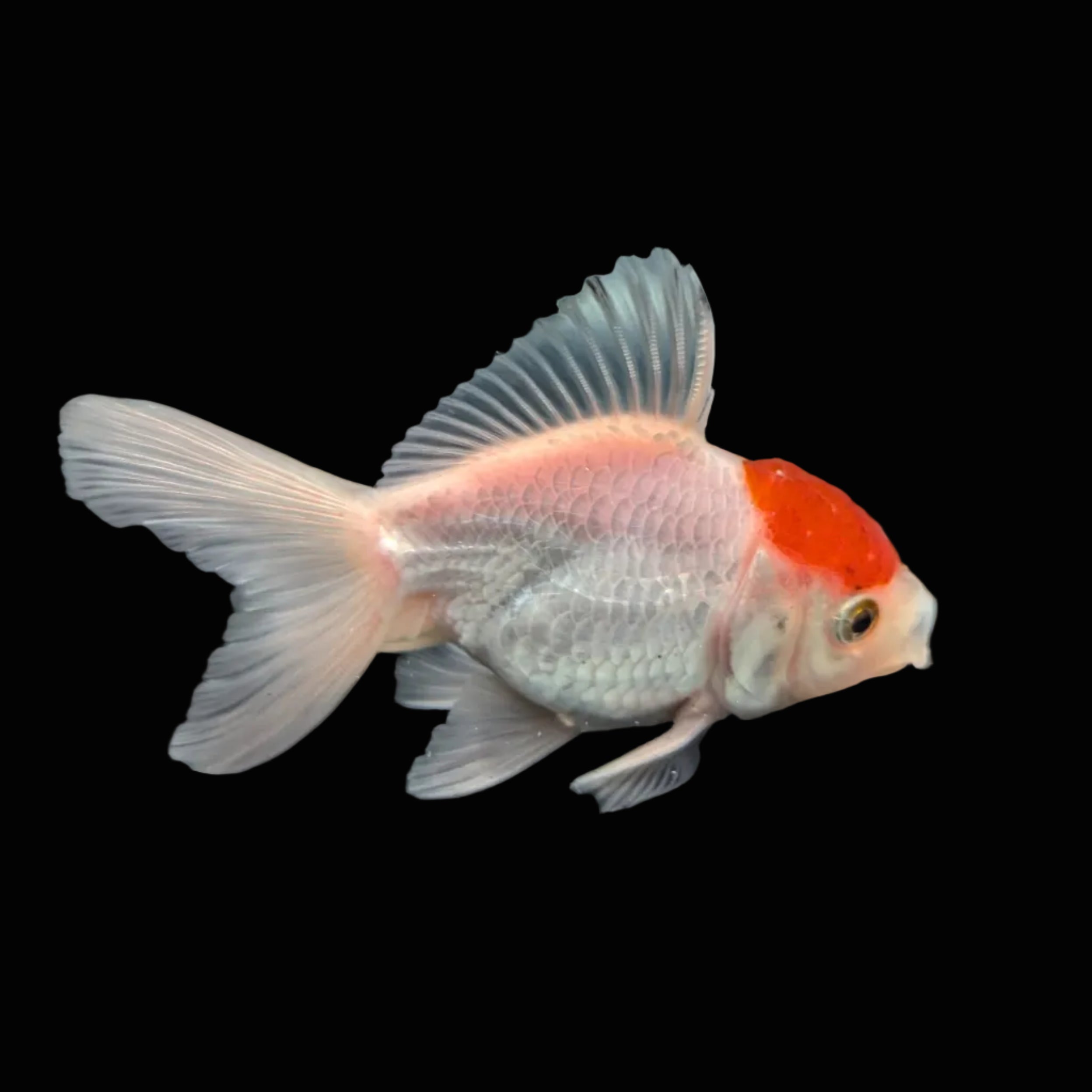 Juvenile Oranda Red Cap  3.5"-4" in.  ID#320T13b-019