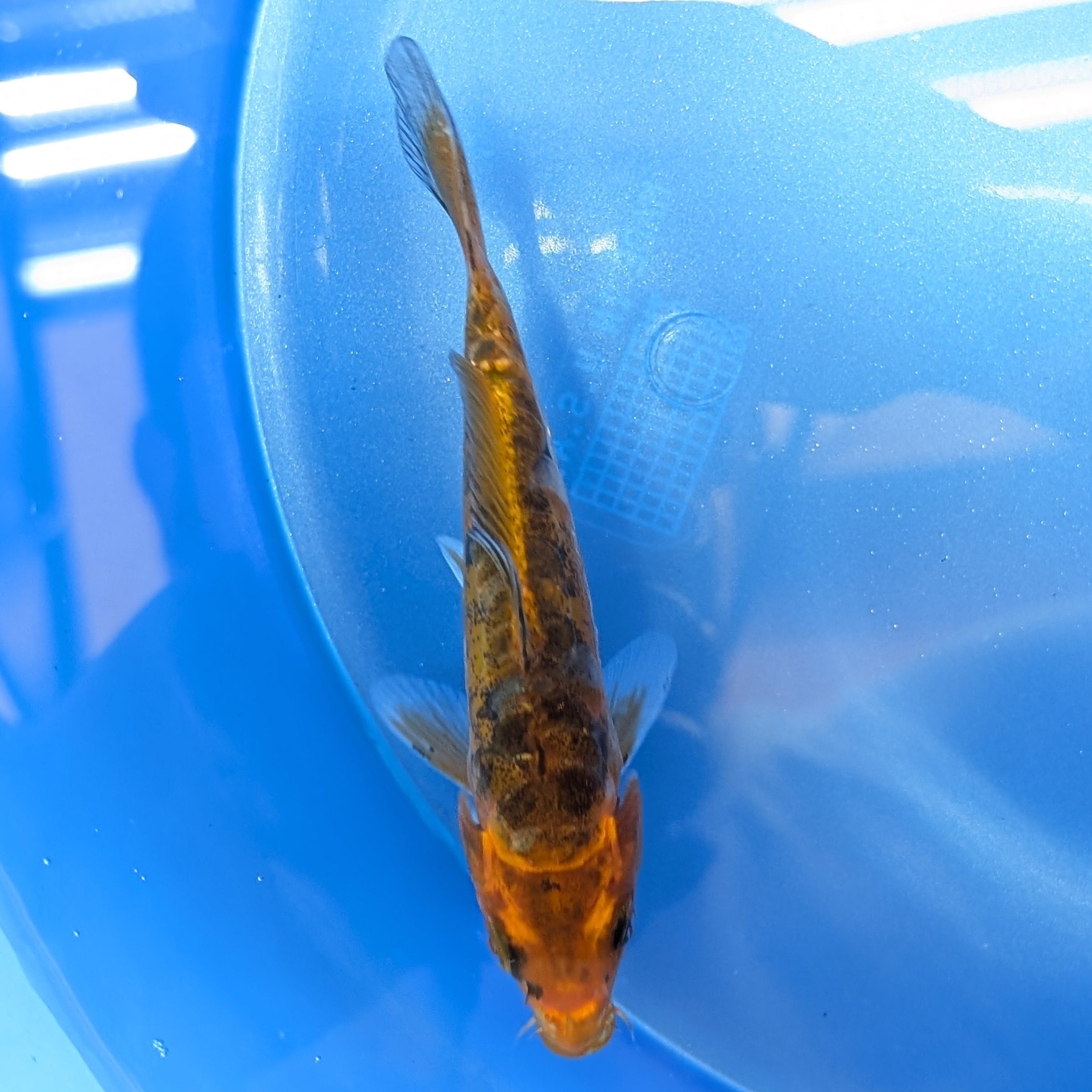 Doitsu Kawari Koi  4"in. ID#806BFK-013