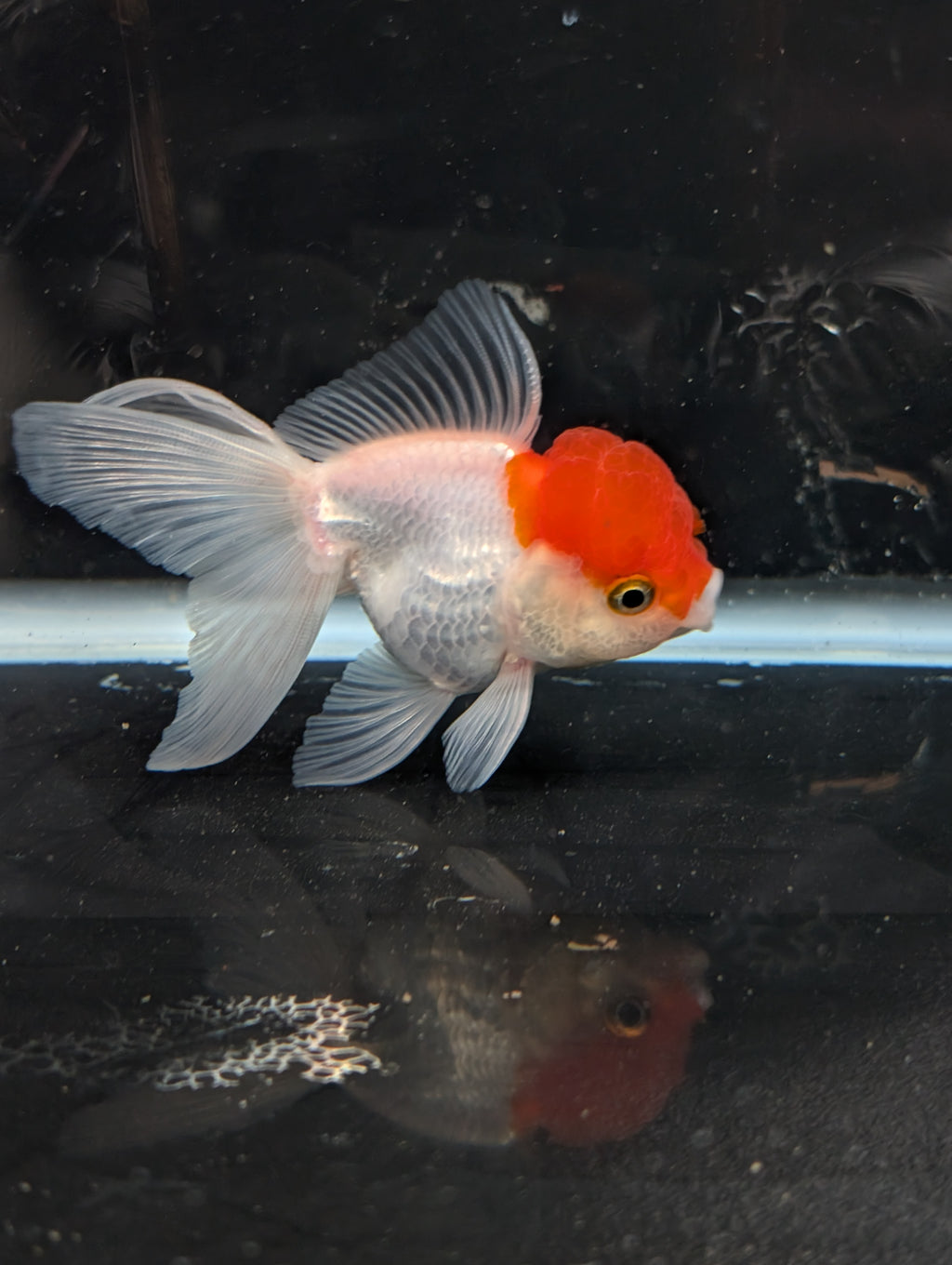 TOAD *Boss 415  Juvenile Oranda Red Cap 3.5"-4" in.  ID#410T8A-020