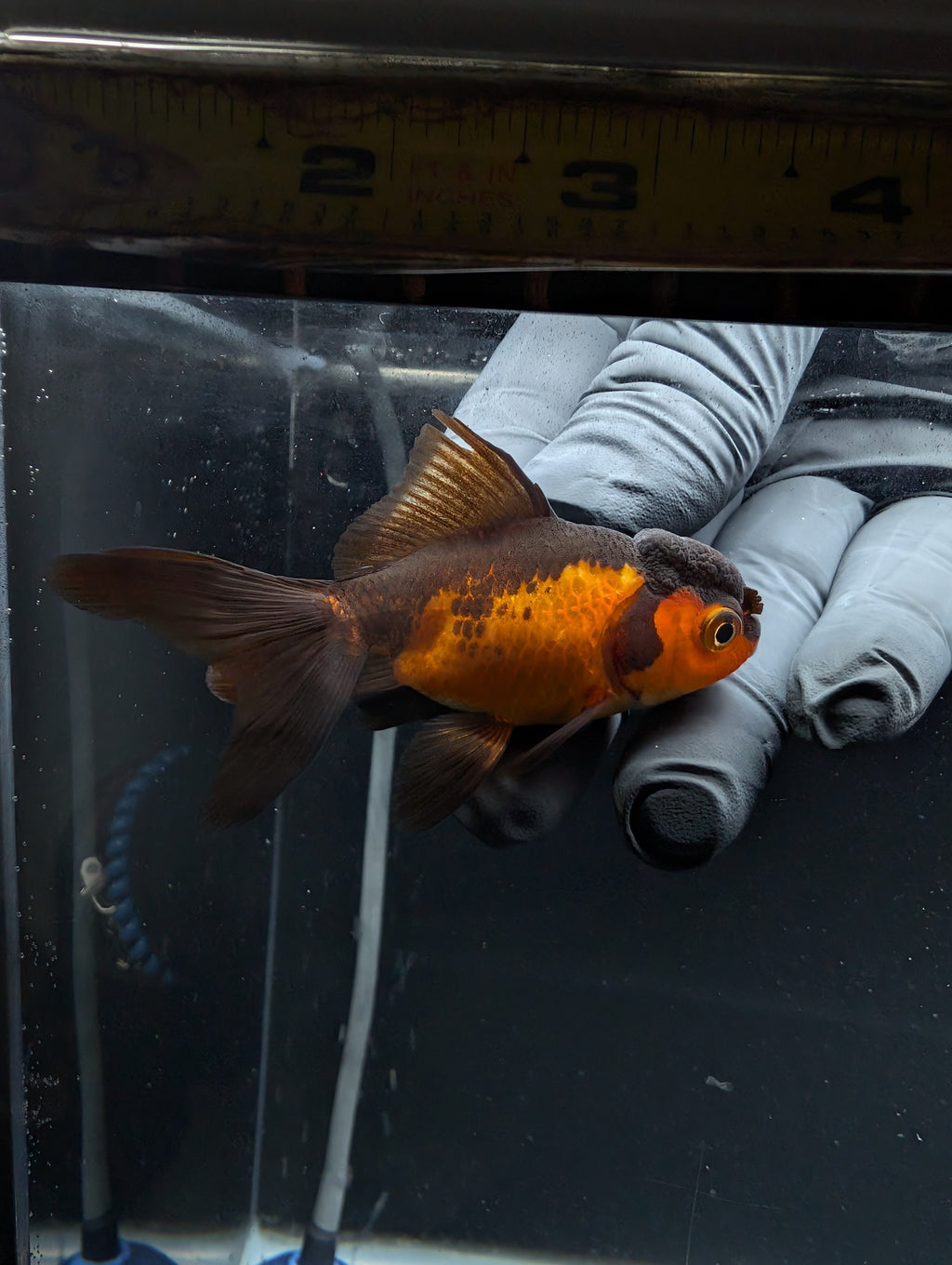 Juvenile Oranda Red Black 3"-3.5"in.  ID#529T1A-056