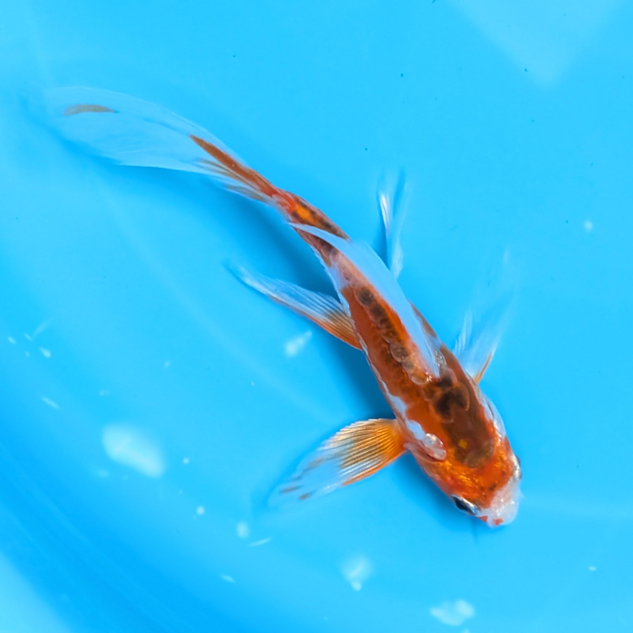 Shusui Butterfly Koi  5"-6" in. ID#727BFK-007