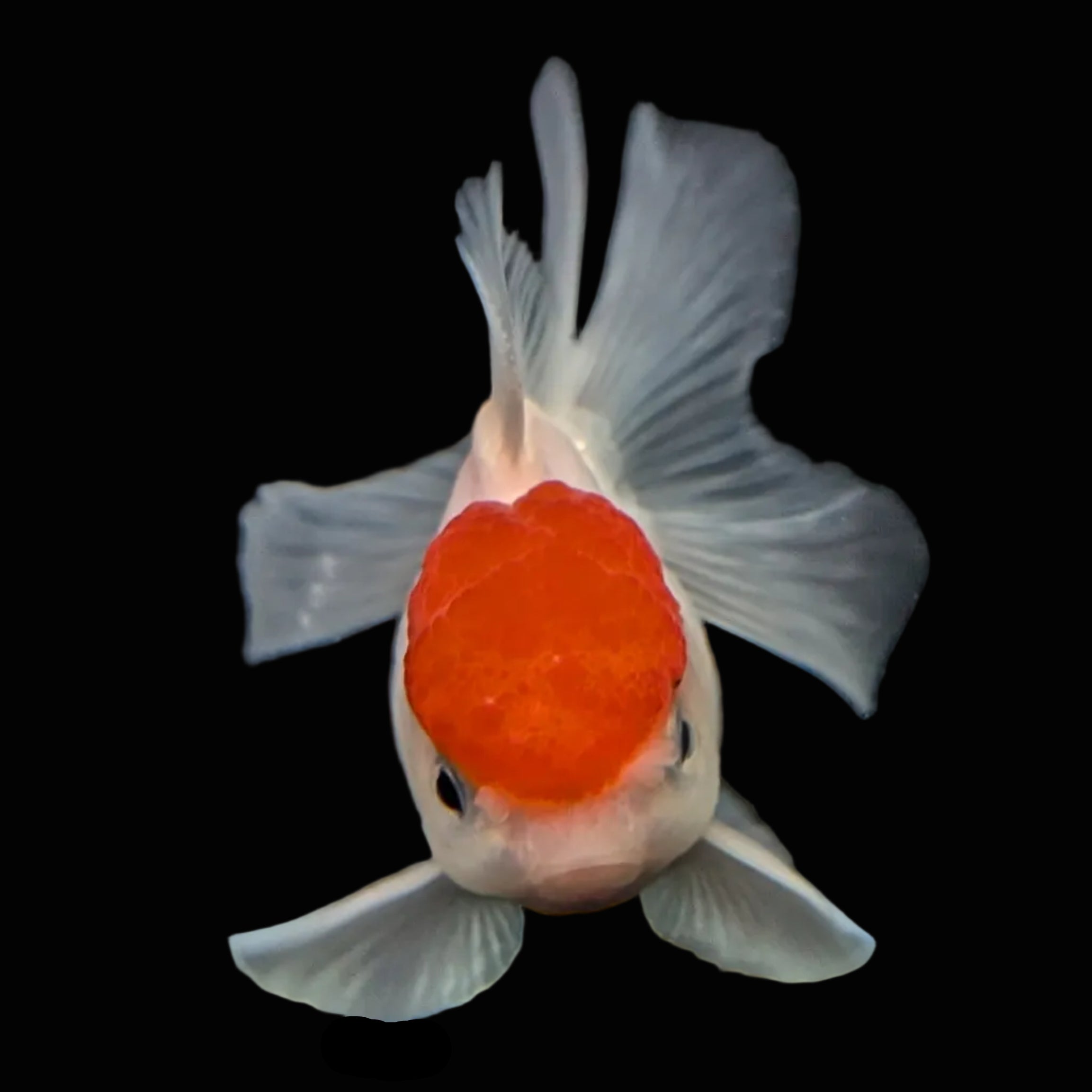 Juvenile Oranda Tricolor 3.5"-4" in.  ID#424T1A-010