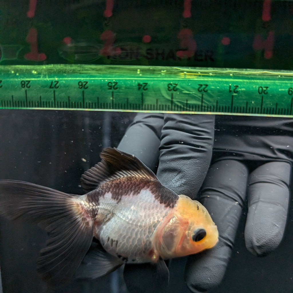 Thai Juvenile Oranda Panda 3"-3.5" in.  ID#626T1A-007