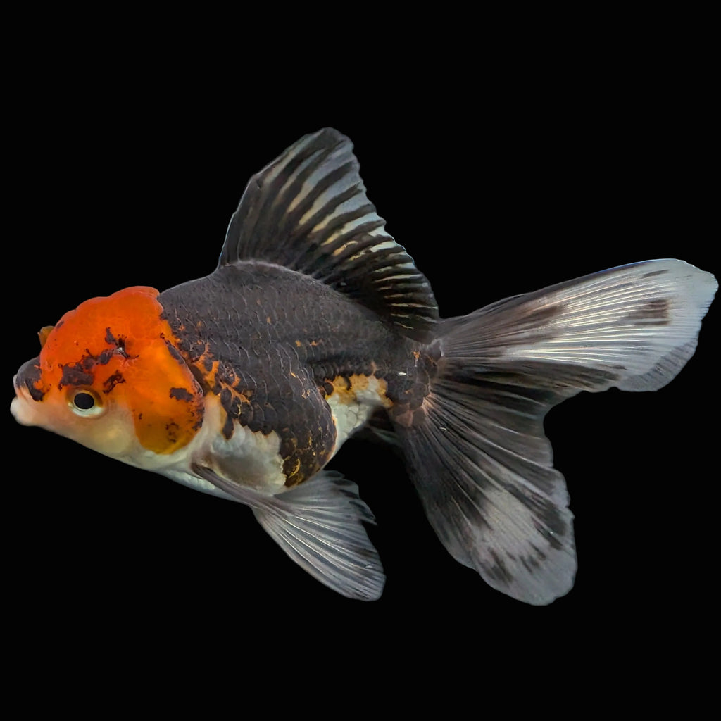 Thai Juvenile Oranda Tricolor 3.5"-4"in.  ID#724T1A-021