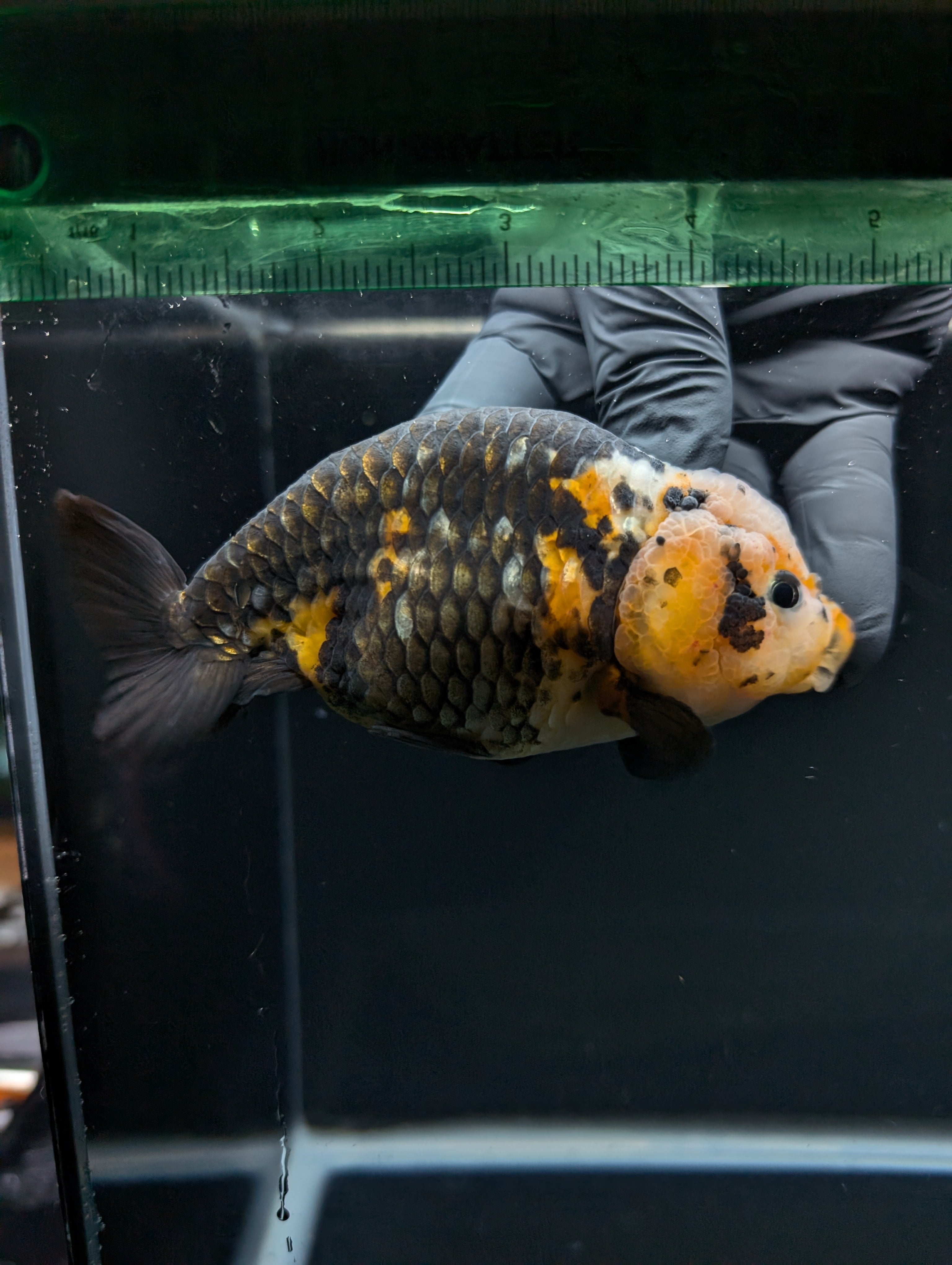 Jumbo Ranchu Calico 4.5"-5" in. ID#828R8A-055