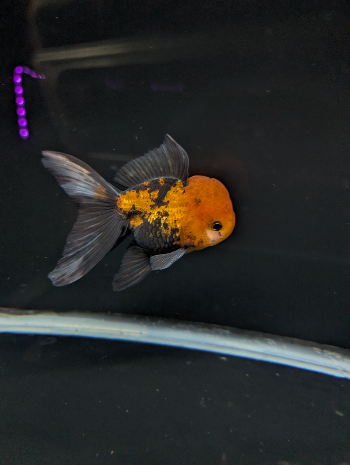 Thai Oranda Tricolor 4"-4.5"in.  ID#1023T1A-027