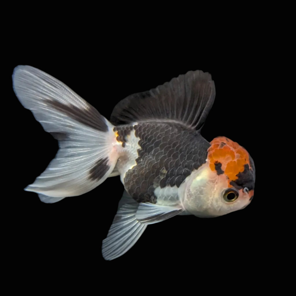 Juvenile Oranda Tricolor 3.5"-4" in.  ID#501T2A-002