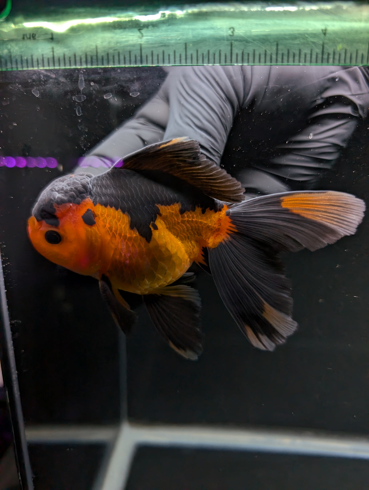 Thai Oranda Red Black 4"-4.5"in.  ID#1016T1A-004