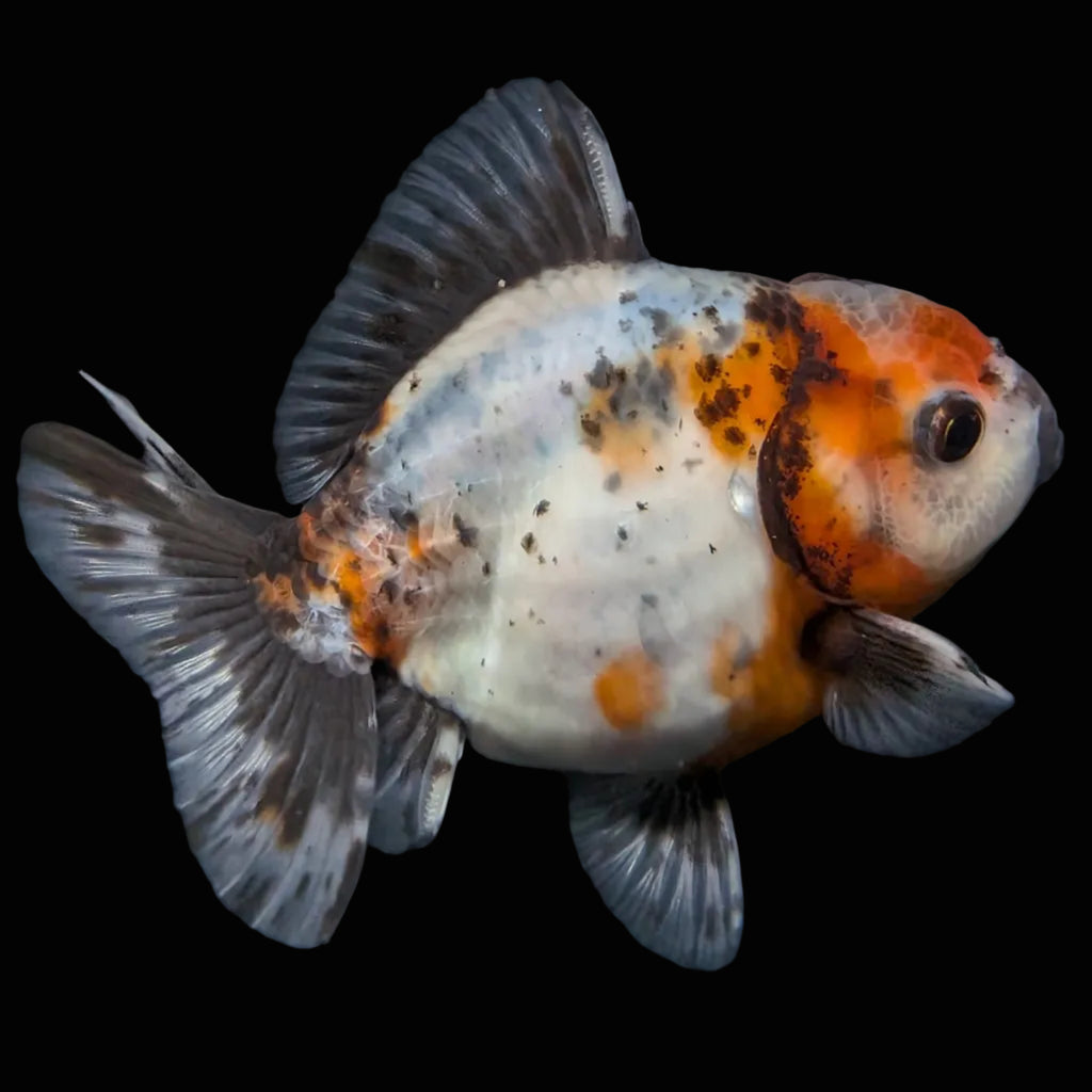 Thai Oranda Shogun Calico 4" in. ID#626SG7A-005
