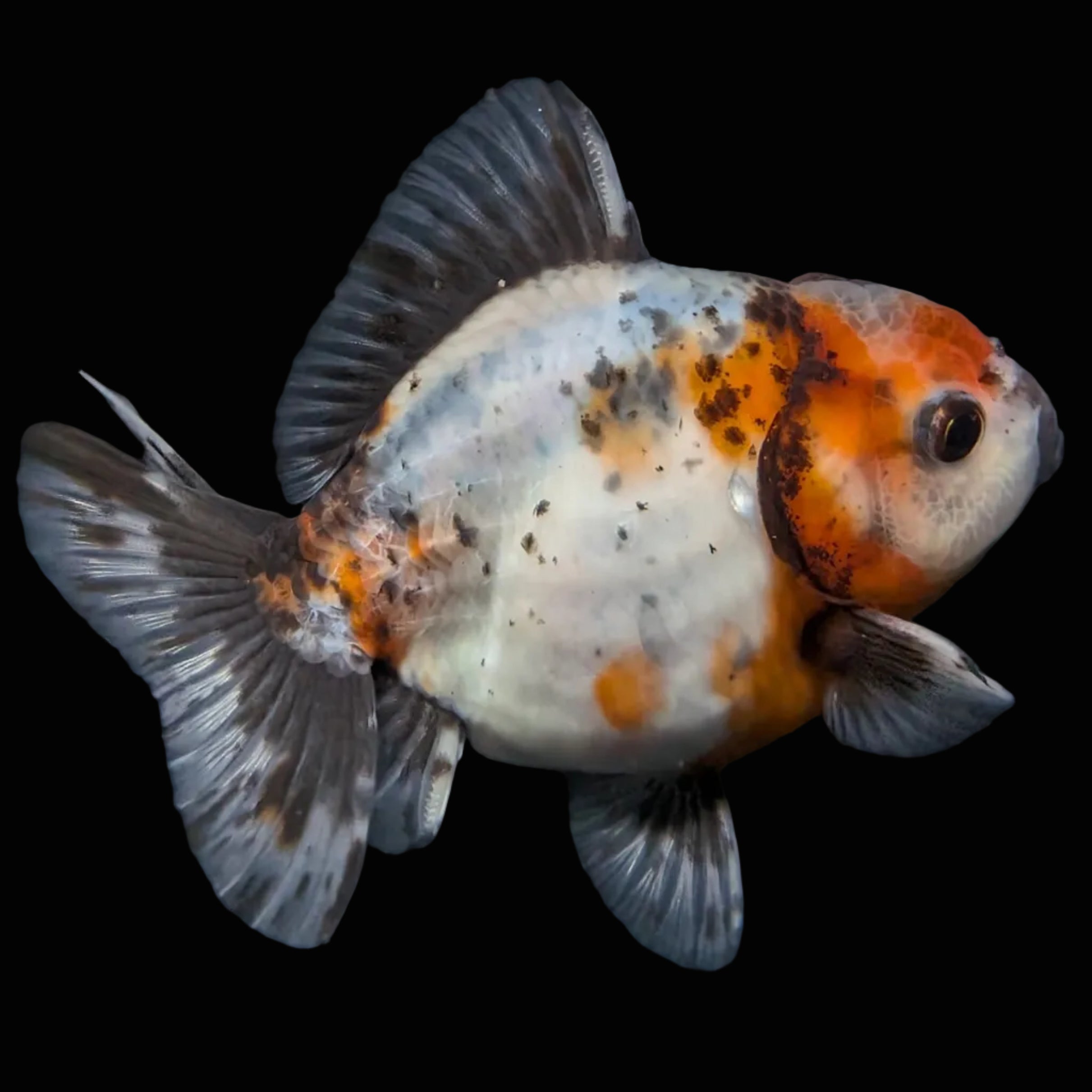 Thai Oranda Shogun Calico 4" in. ID#626SG7A-005