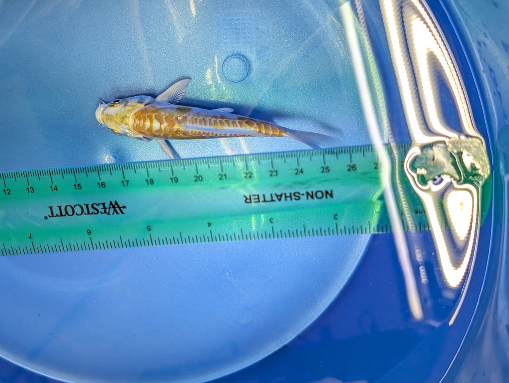 Doitsu Hariwake Koi  4"in. ID#806BFK-017