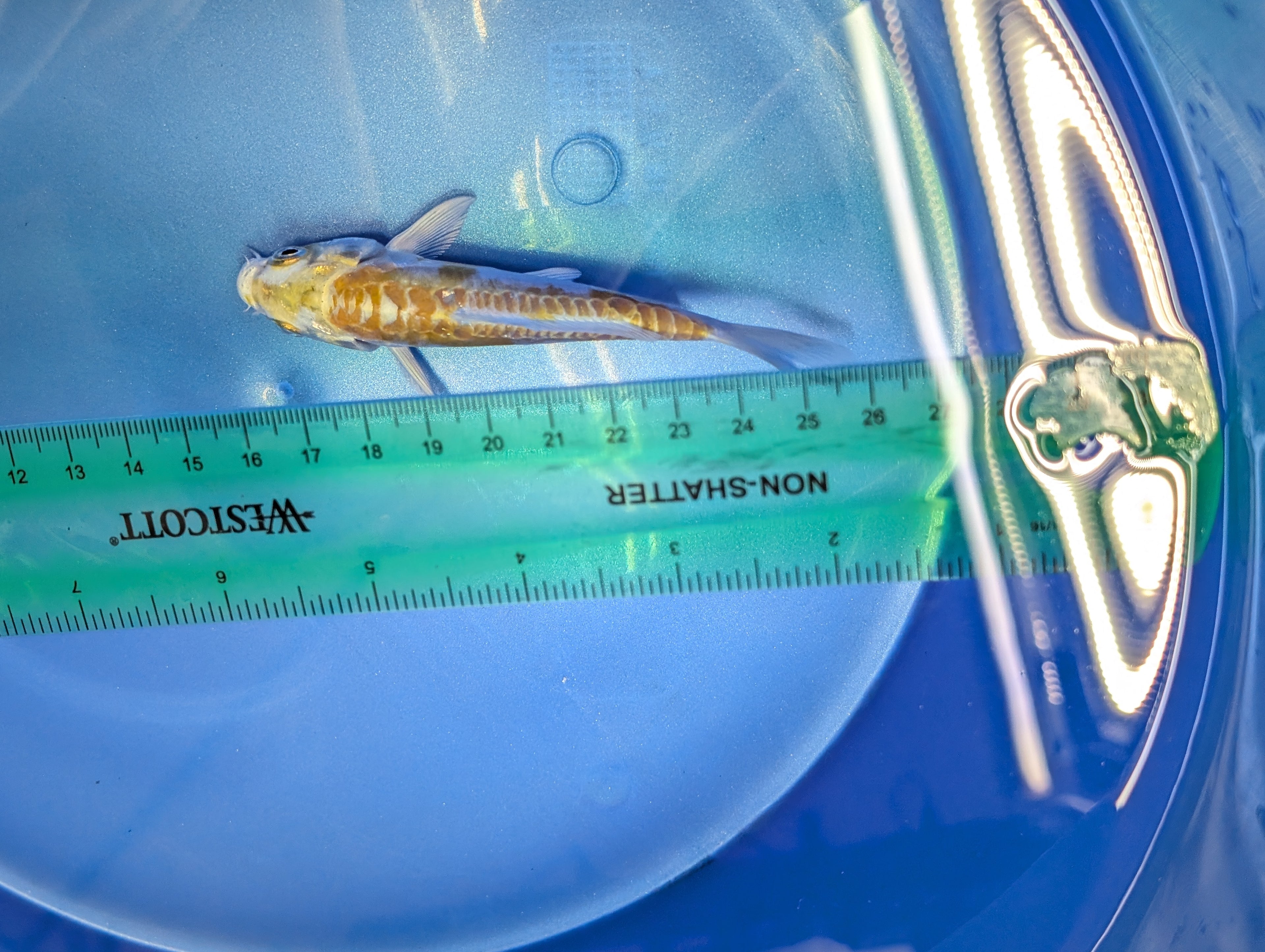 Doitsu Hariwake Koi  4"in. ID#806BFK-017