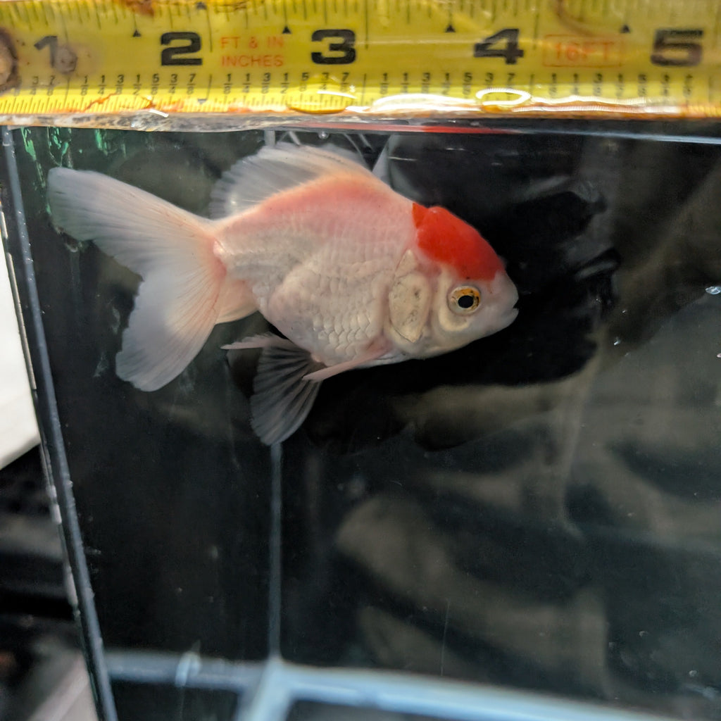 Juvenile Oranda Red Cap  3.5"-4" in.  ID#320T13b-019