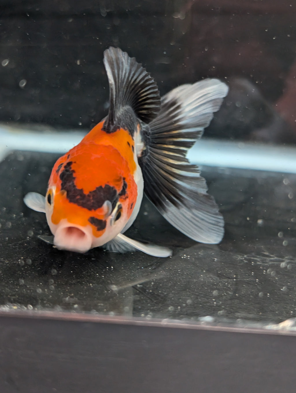 Juvenile Oranda Tricolor 3.5"-4" in.  ID#410T8A-017