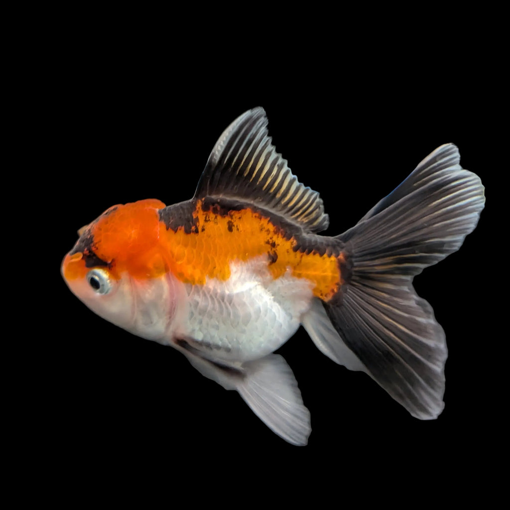 Juvenile Oranda Tricolor 3.5"-4" in.  ID#320T13b-009