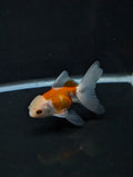 Juvenile Oranda  Red White 3"-3.5"in.  ID#619T1A-012