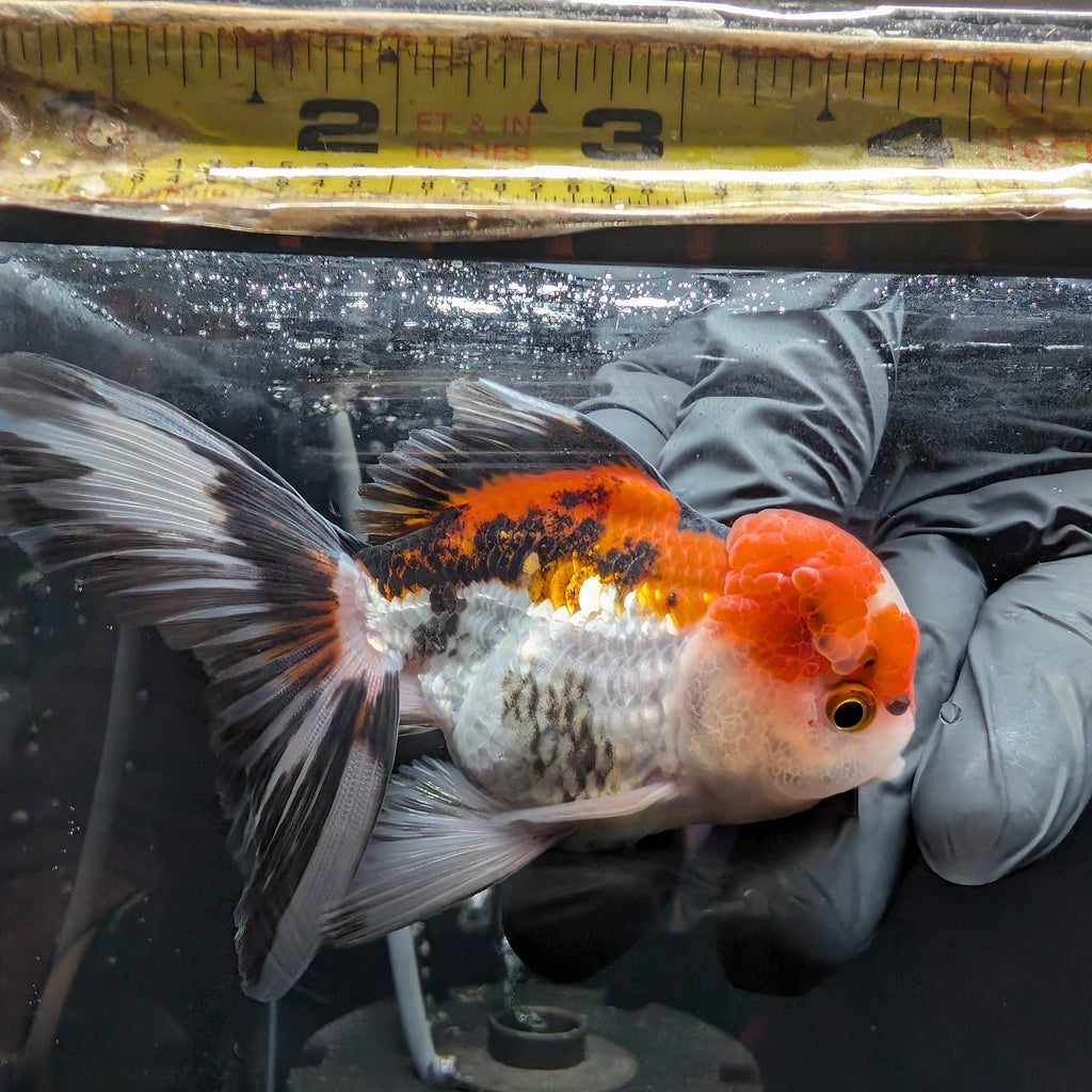 BOWSER *Boss 501 Juvenile Oranda Tricolor 3.5"-4" in.  ID#501T2A-009