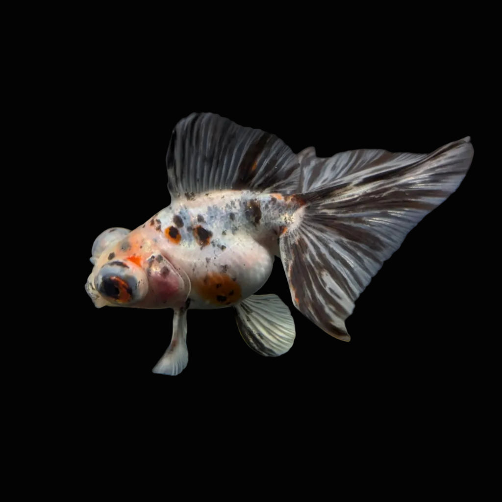 Telescope Butterfly Calico 3.5"-4" in. ID#515B4A-027