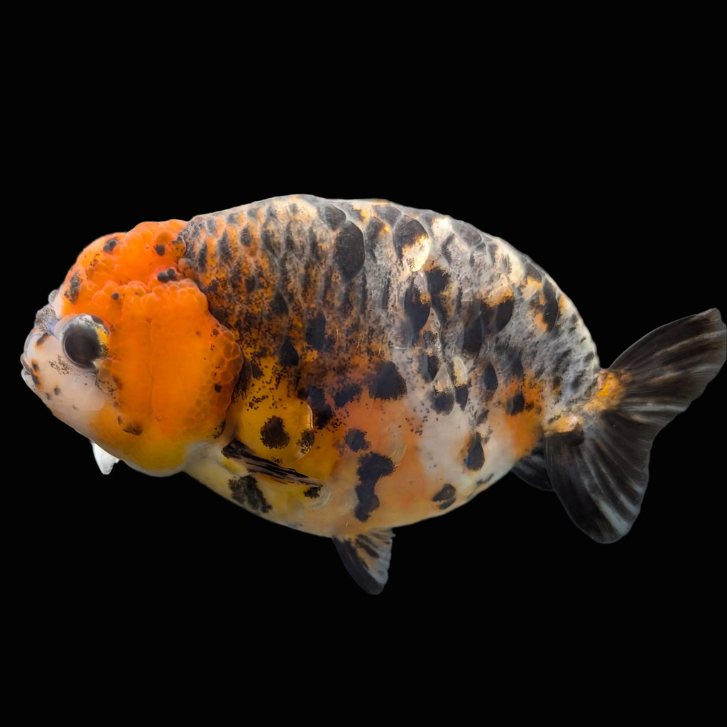 Jumbo Ranchu Kirin Calico 4.5"-5" in. ID#1009R8A-054