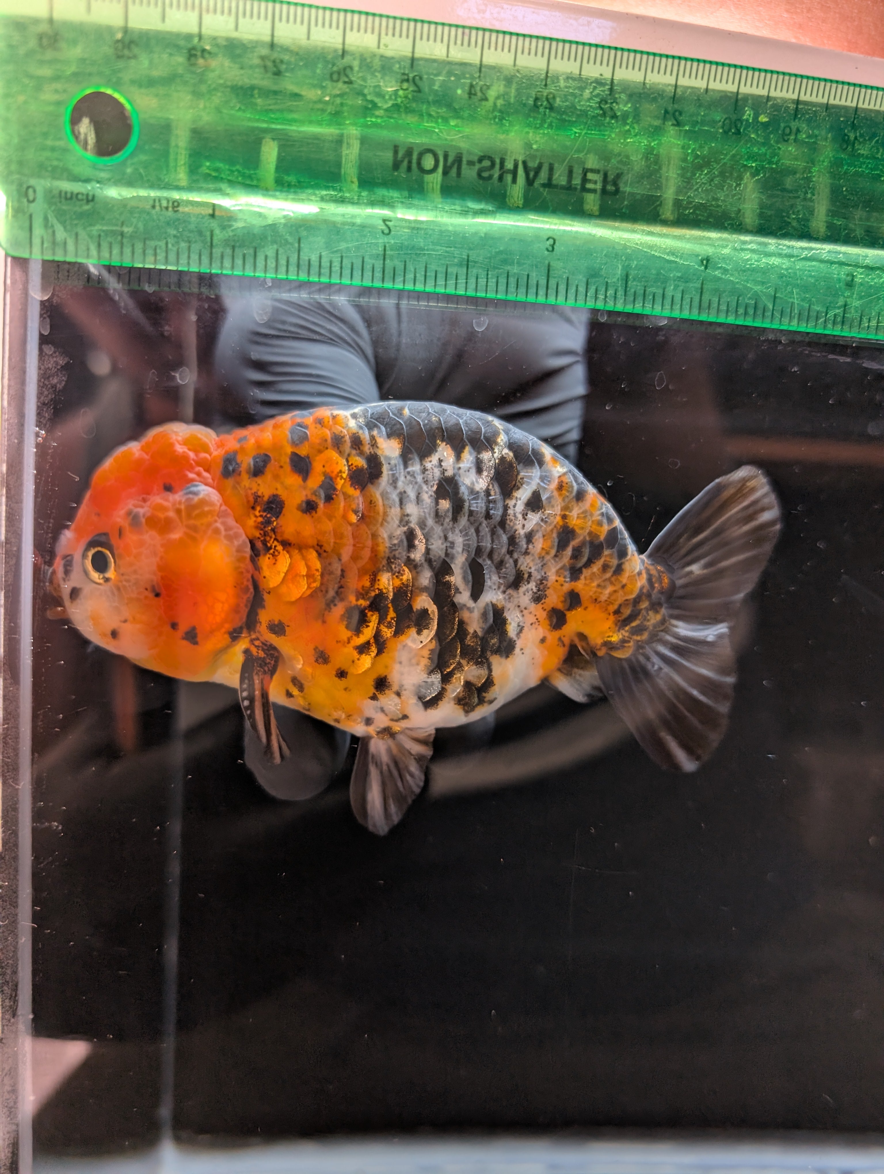 Jumbo Ranchu Calico 4.5"-5" in. ID#821R8A-031