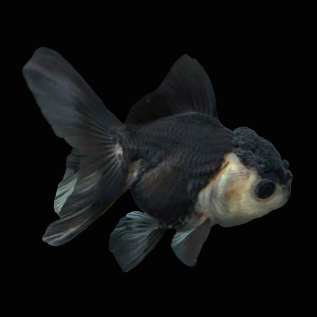 Thai Baby Oranda Panda 3"in.  ID#807T1A-003