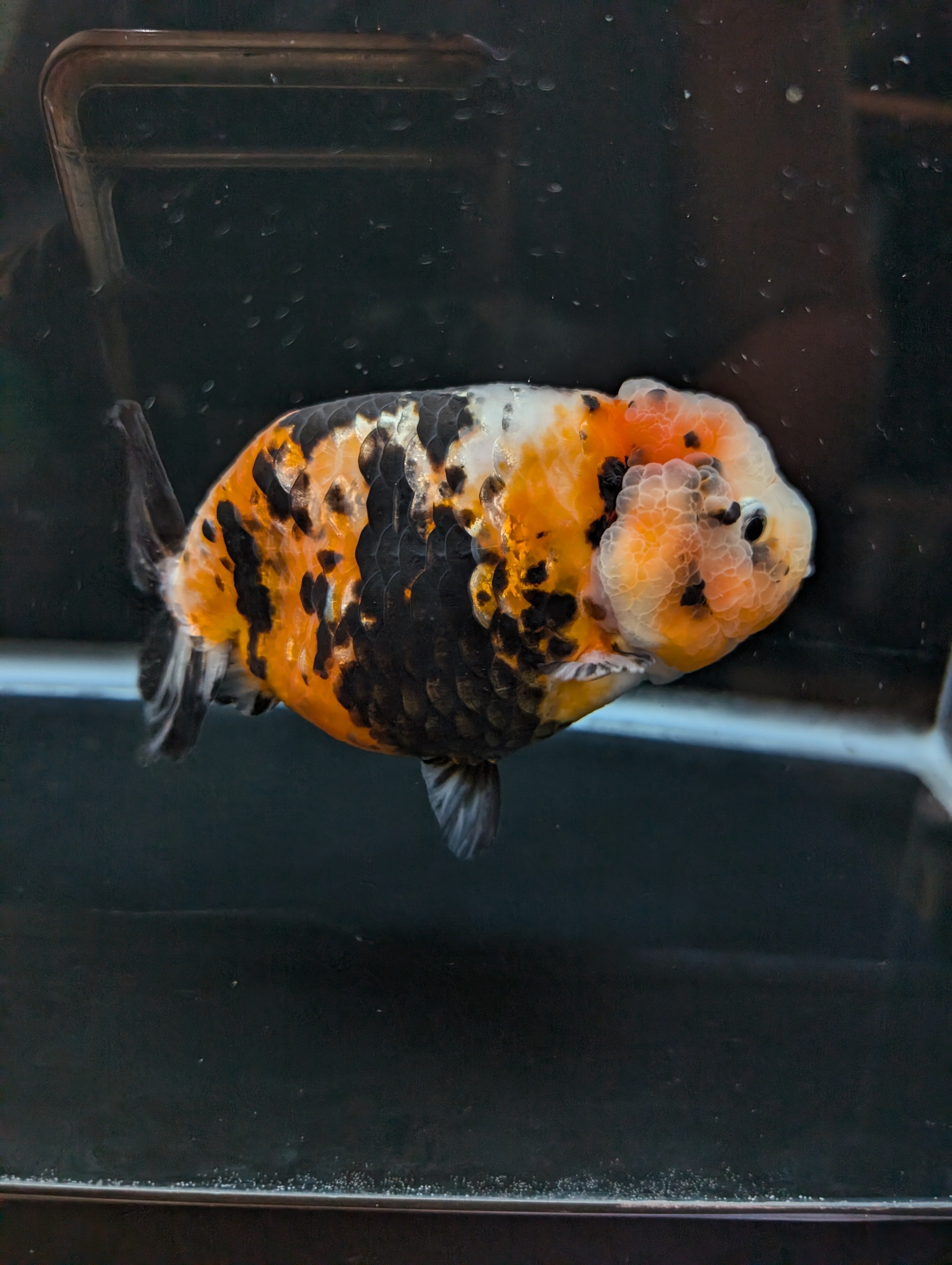 Jumbo Ranchu Milk Cow Calico 4.5"-5" in. ID#814R8A-021