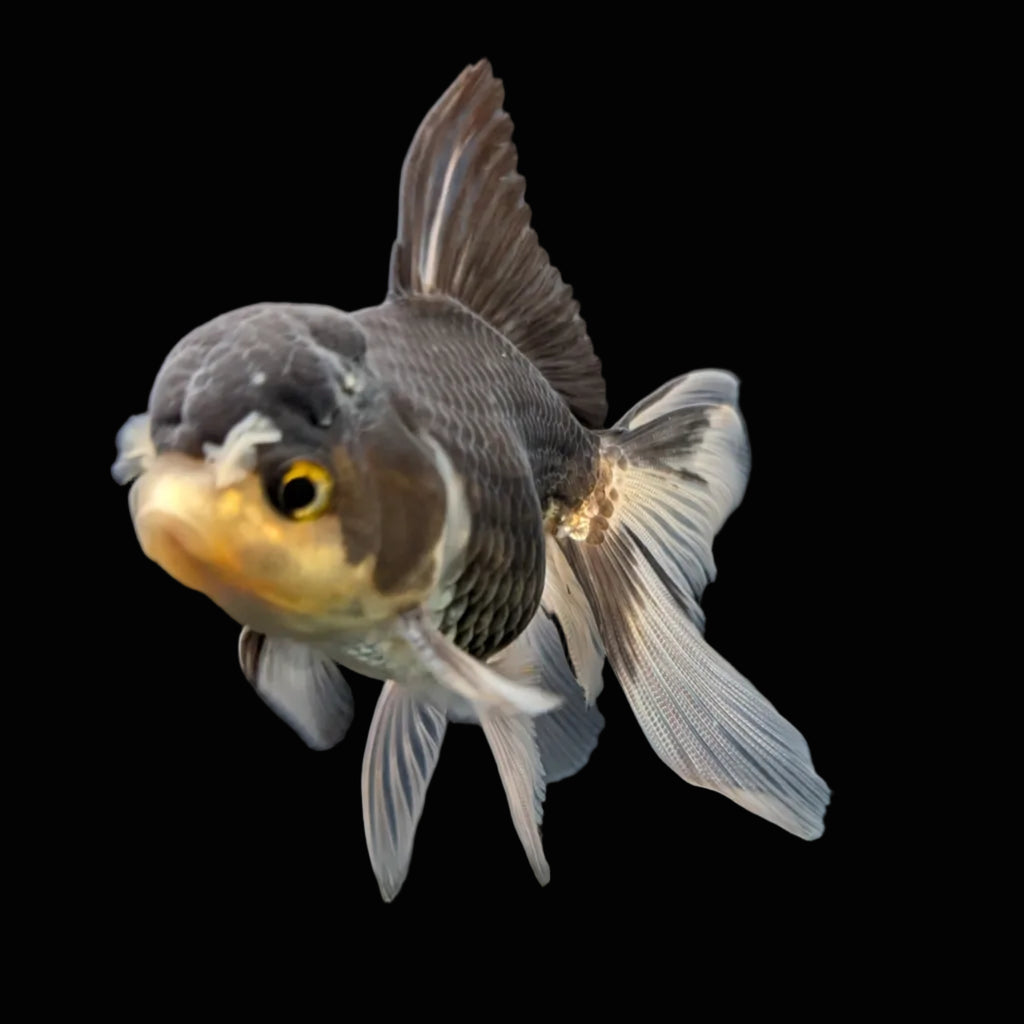 Thai Juvenile Oranda Panda 3.5"-4"in.  ID#724T1A-027