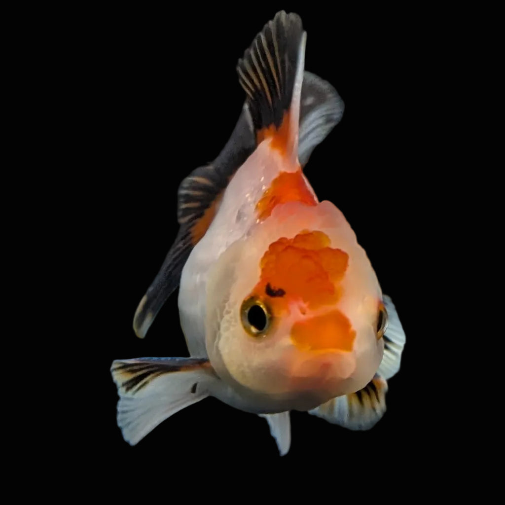 Thai Baby Oranda Tricolor 3"in.  ID#807T1A-004