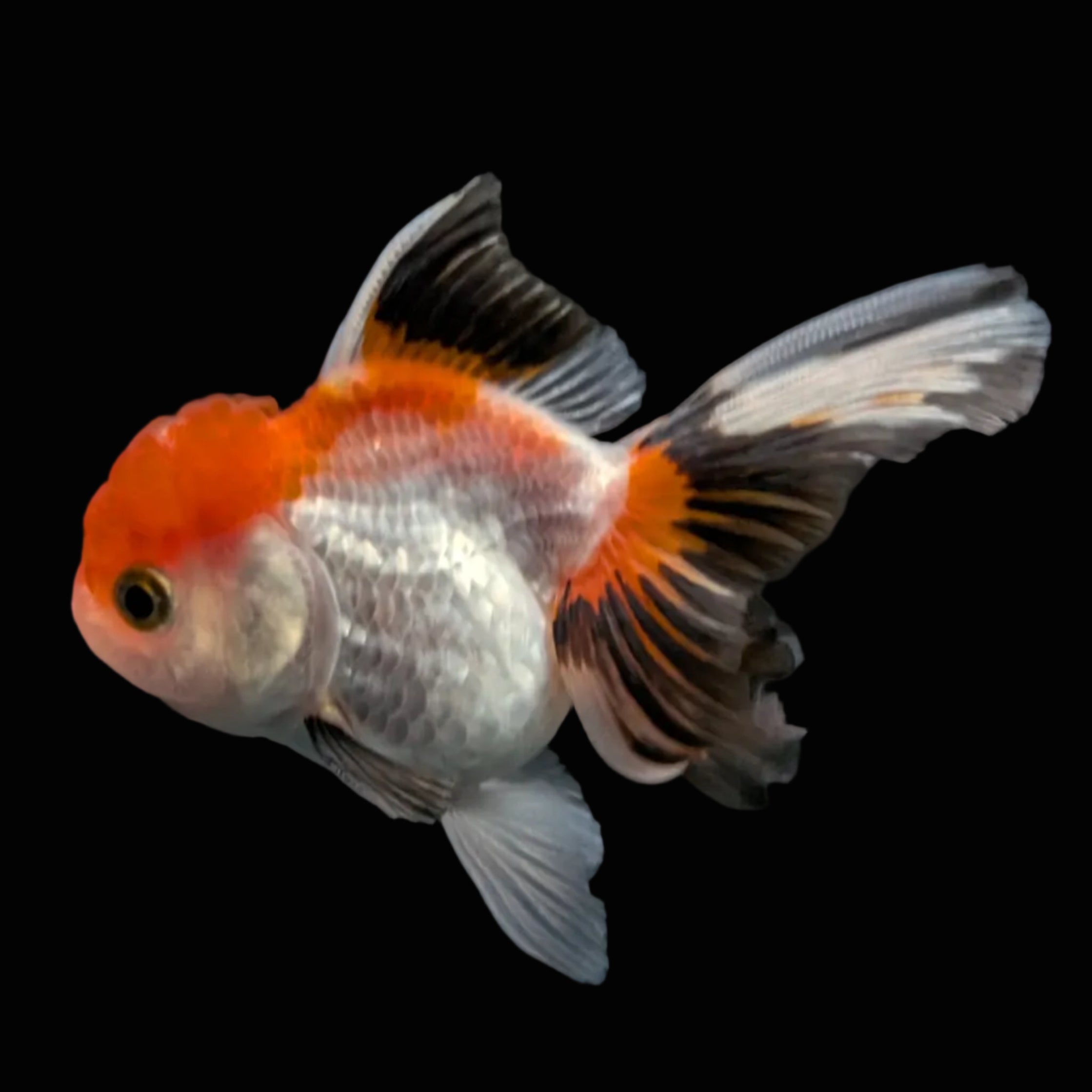 Juvenile Oranda Tricolor 3.5"-4" in.  ID#508T2A-025