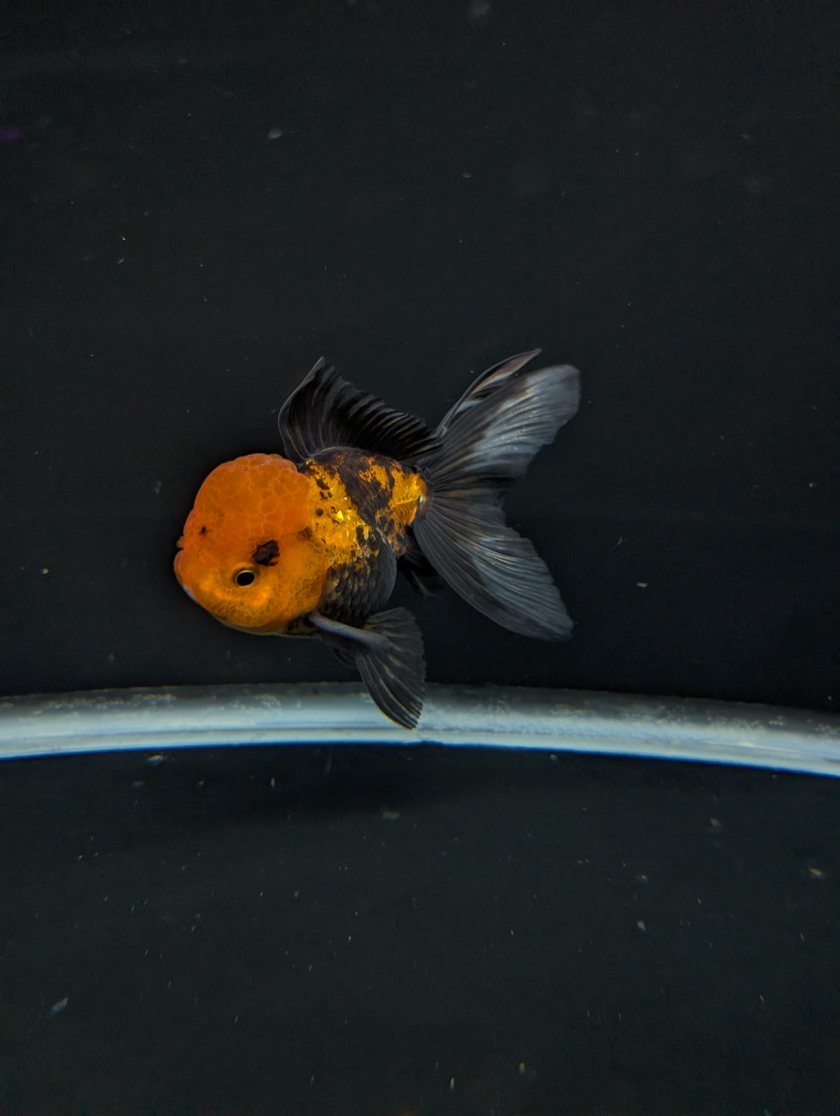 Thai Oranda Tricolor 4"-4.5"in.  ID#1023T1A-027