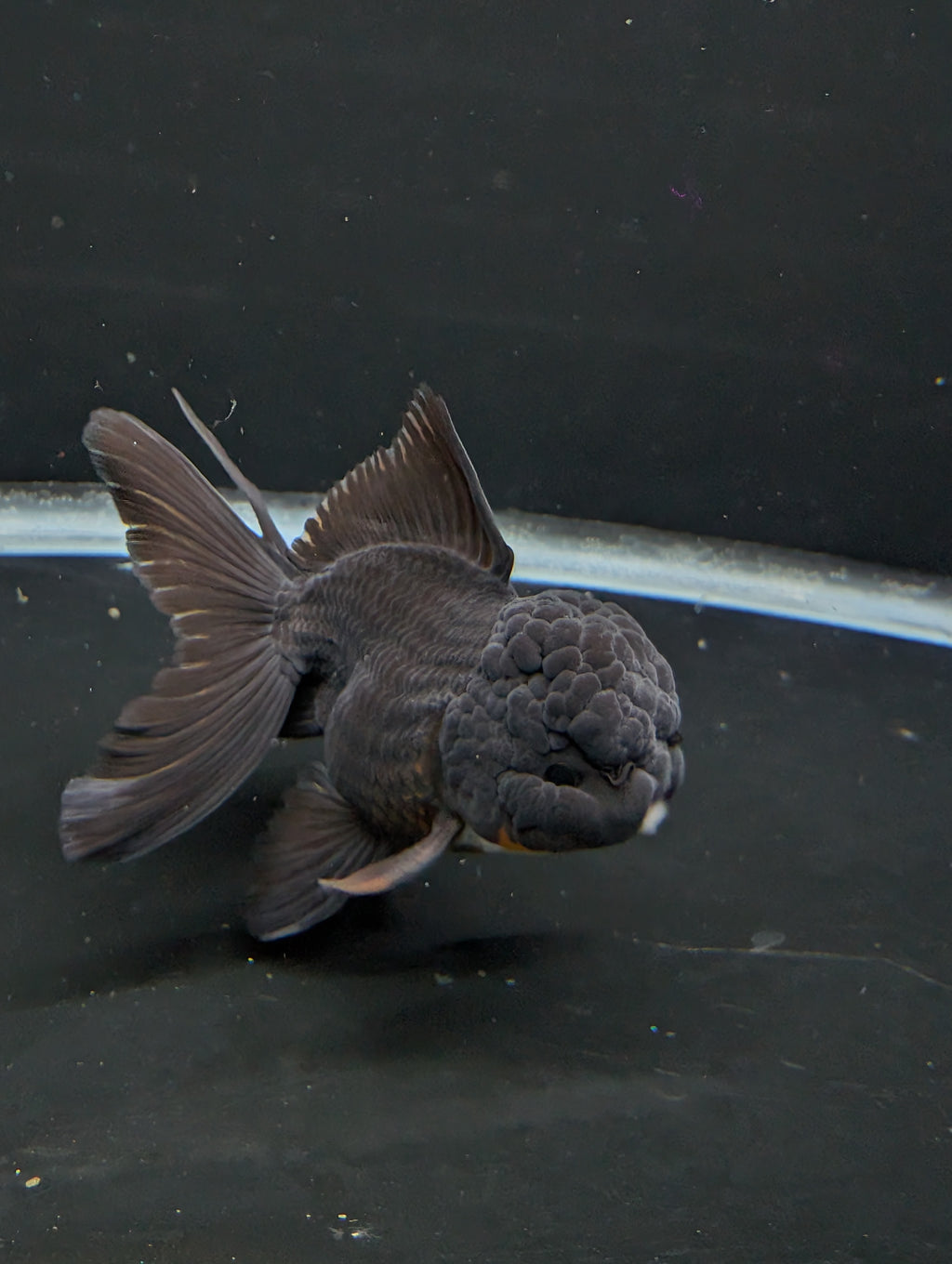 Thai Oranda Godzilla Black 3.5"-4"in.  ID#1023T1A-028