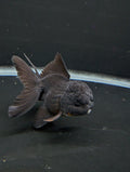 Thai Oranda Godzilla Black 3.5"-4"in.  ID#1023T1A-028