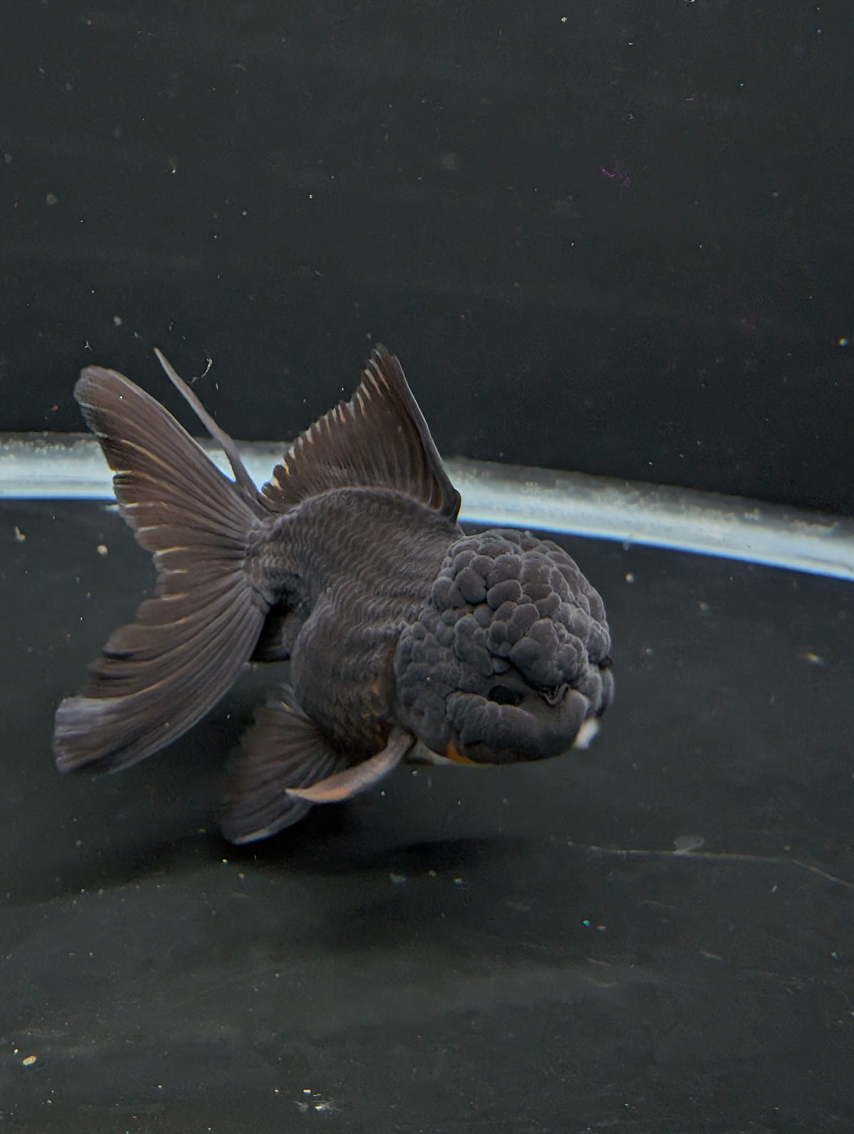 Thai Oranda Godzilla Black 3.5"-4"in.  ID#1023T1A-028