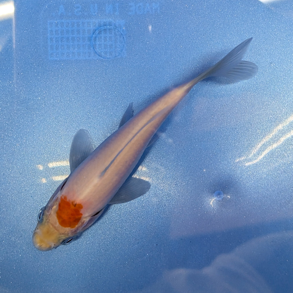Tancho Kohaku Koi  4"in. ID#806BFK-016