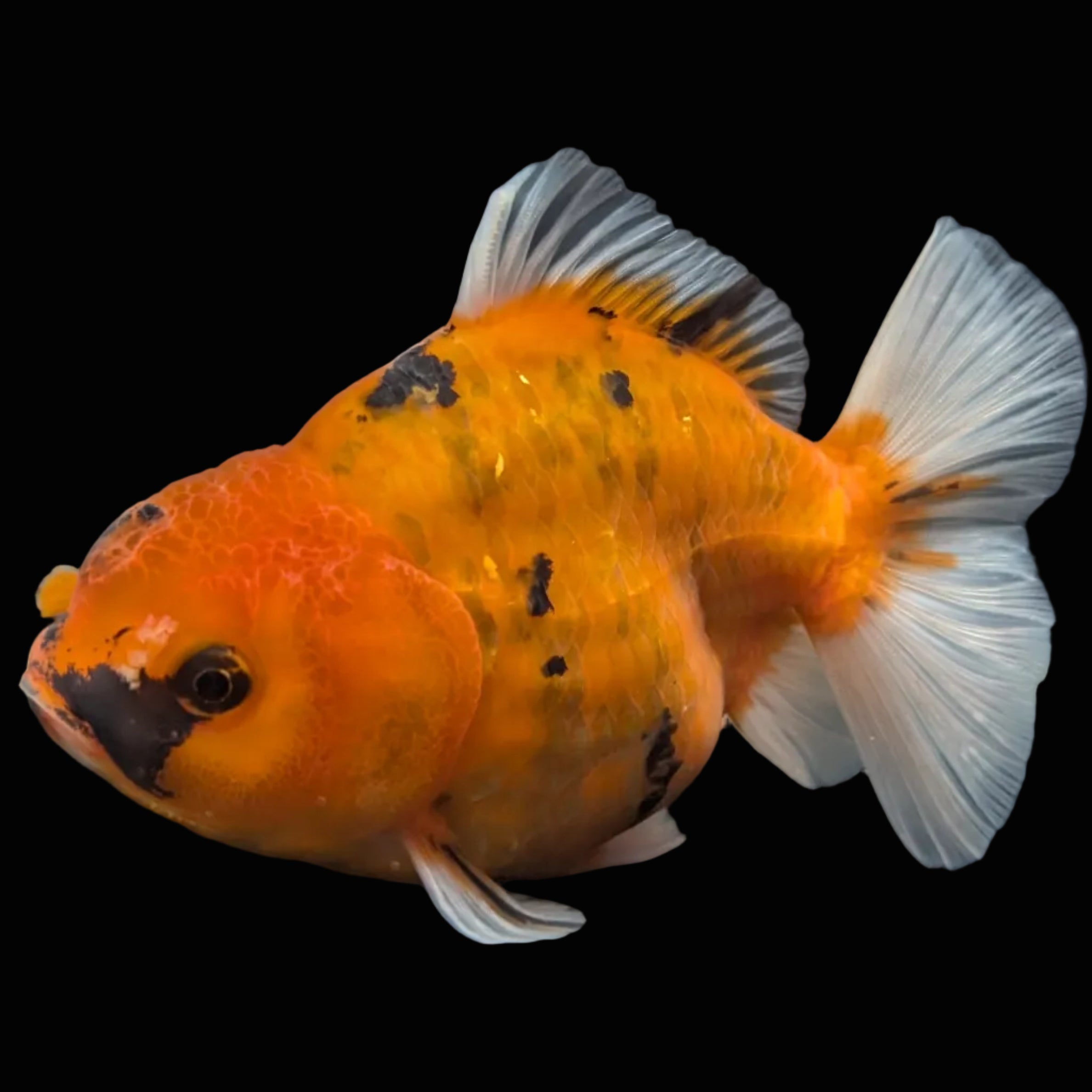 Jumbo Oranda Yuan Bao Calico   4"-4.5"in. ID#807SB13A-007