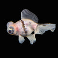 Telescope Butterfly Calico 3.5"-4" in. ID#522B6B-007