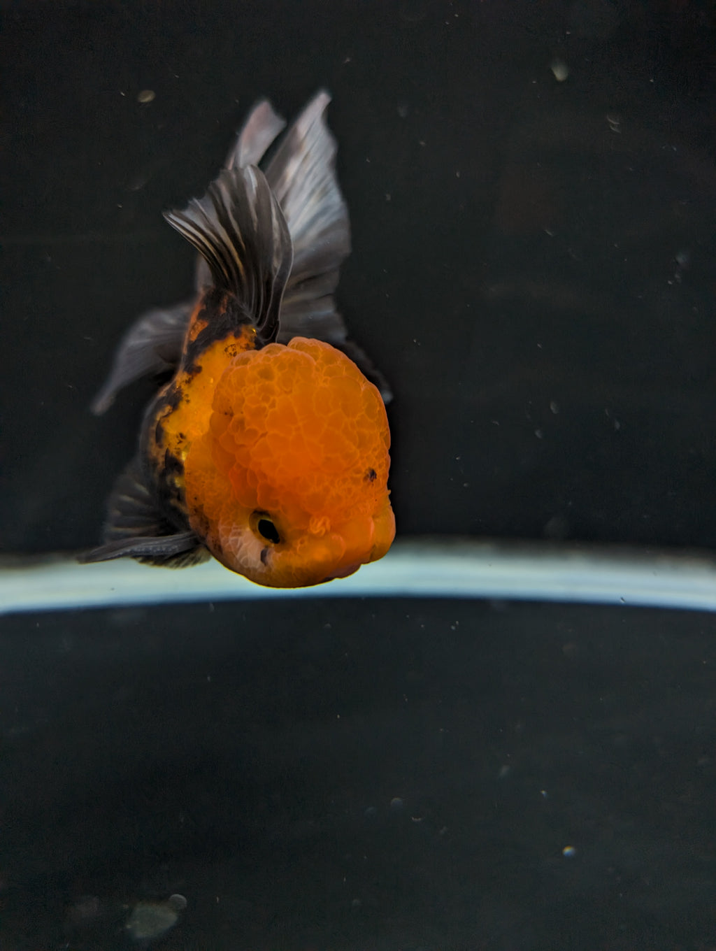 Thai Oranda Tricolor 4"-4.5"in.  ID#1023T1A-027