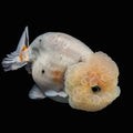 Jumbo Ranchu Calico 3.5"- 4" in. ID#710R8A-027