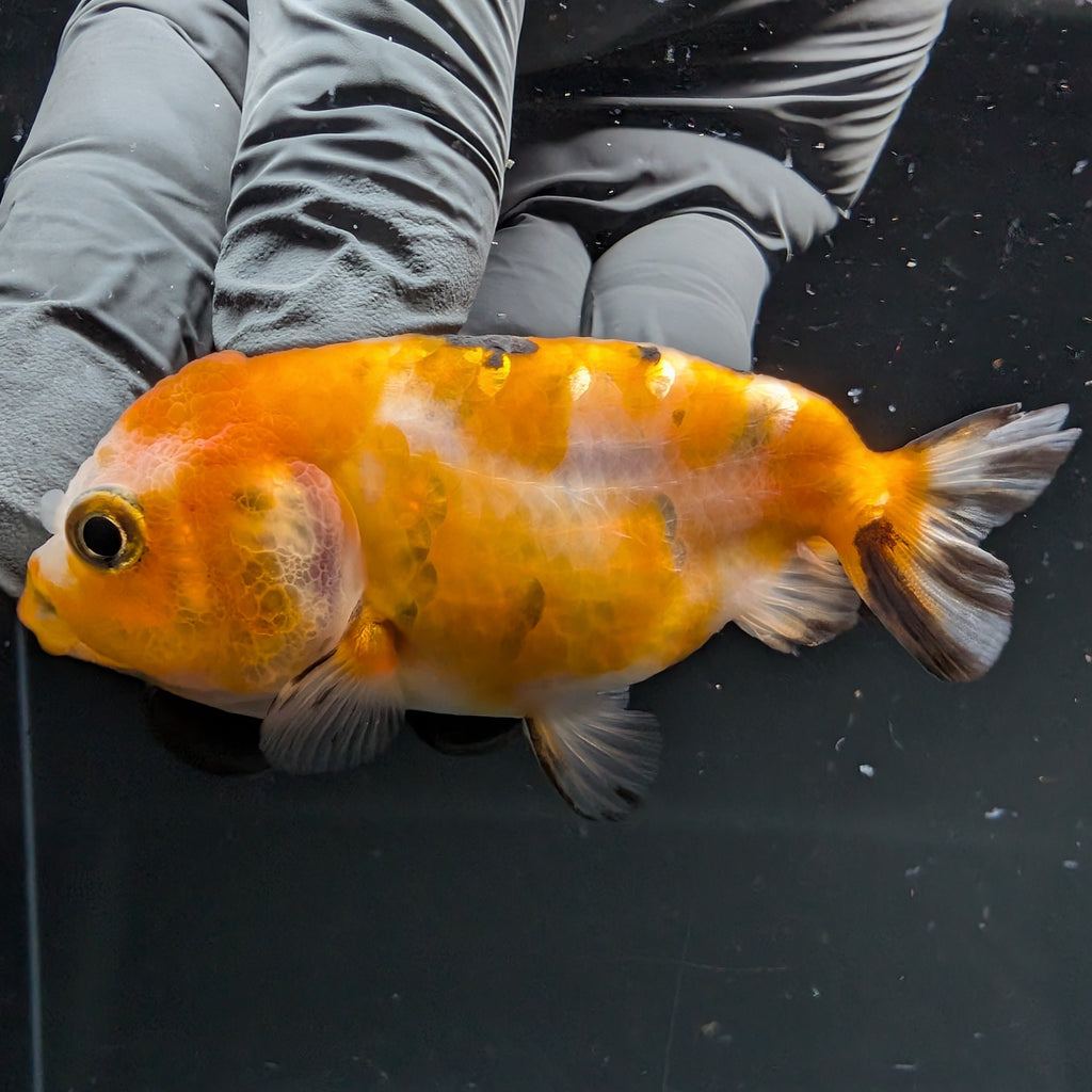 Ranchu Calico 2.5"-3" in. ID#724R4A-031