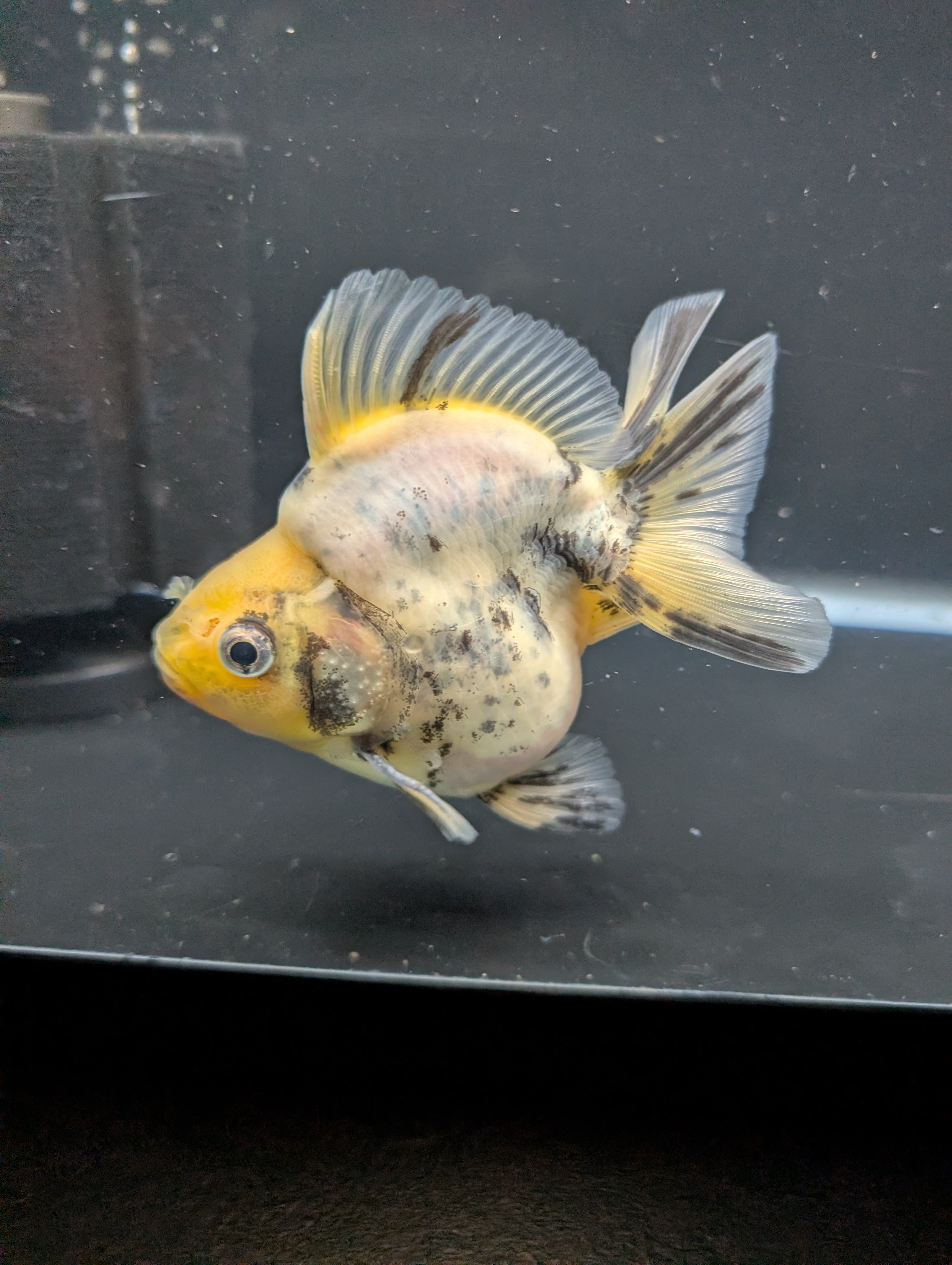 Jumbo Ryukin Short Tail White Tiger Calico 4"-4.5" in. ID#5015B-011