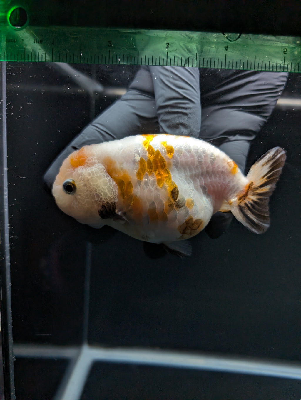 Jumbo Ranchu Sakura Calico 4.5"-5" in. ID#828R8A-052