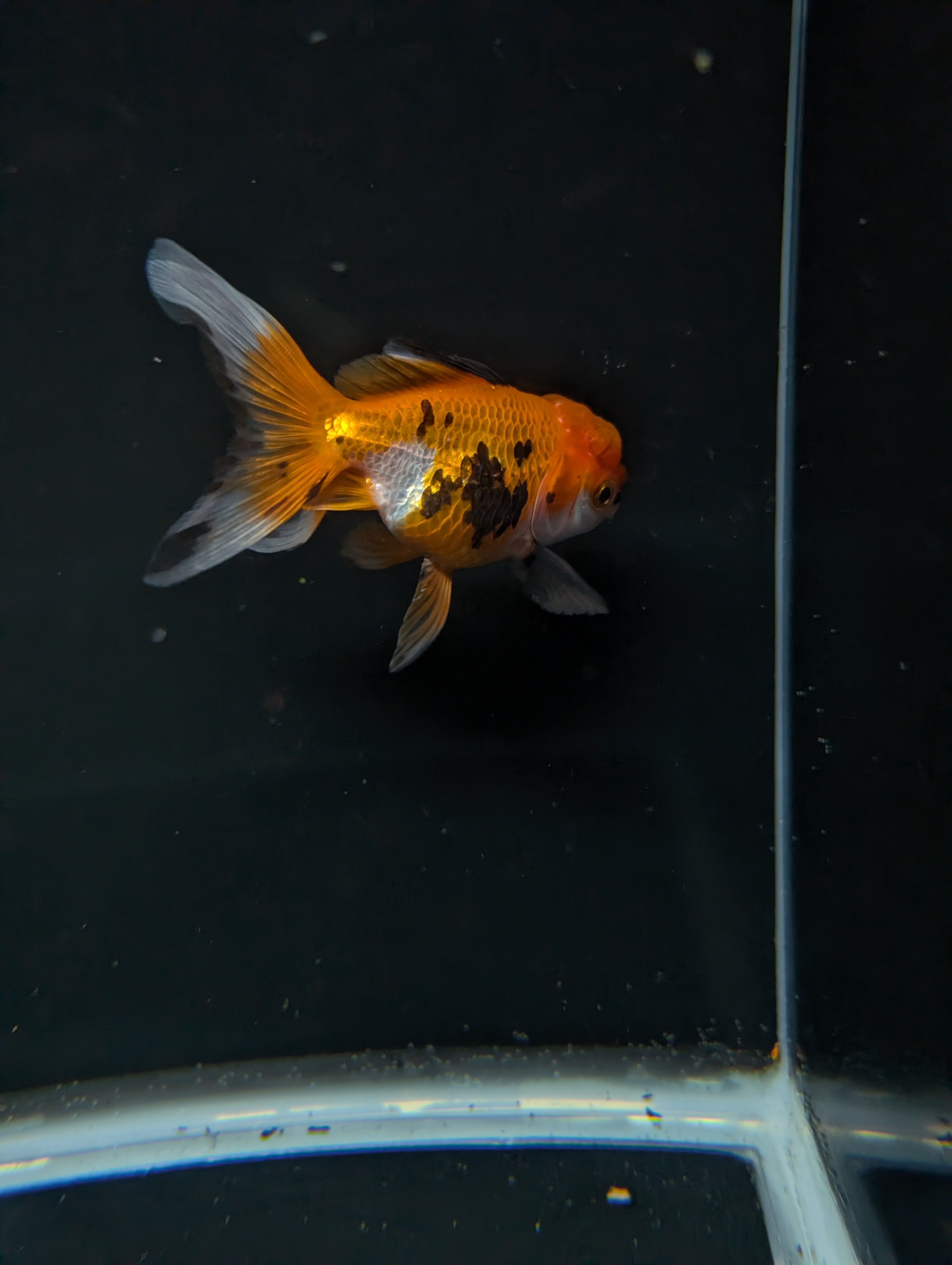 Juvenile Oranda  Tricolor 3"-3.5"in.  ID#619T1A-014