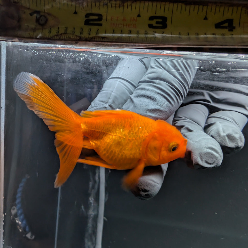 Juvenile Oranda Red Black 3"-3.5"in.  ID#515T2A-012