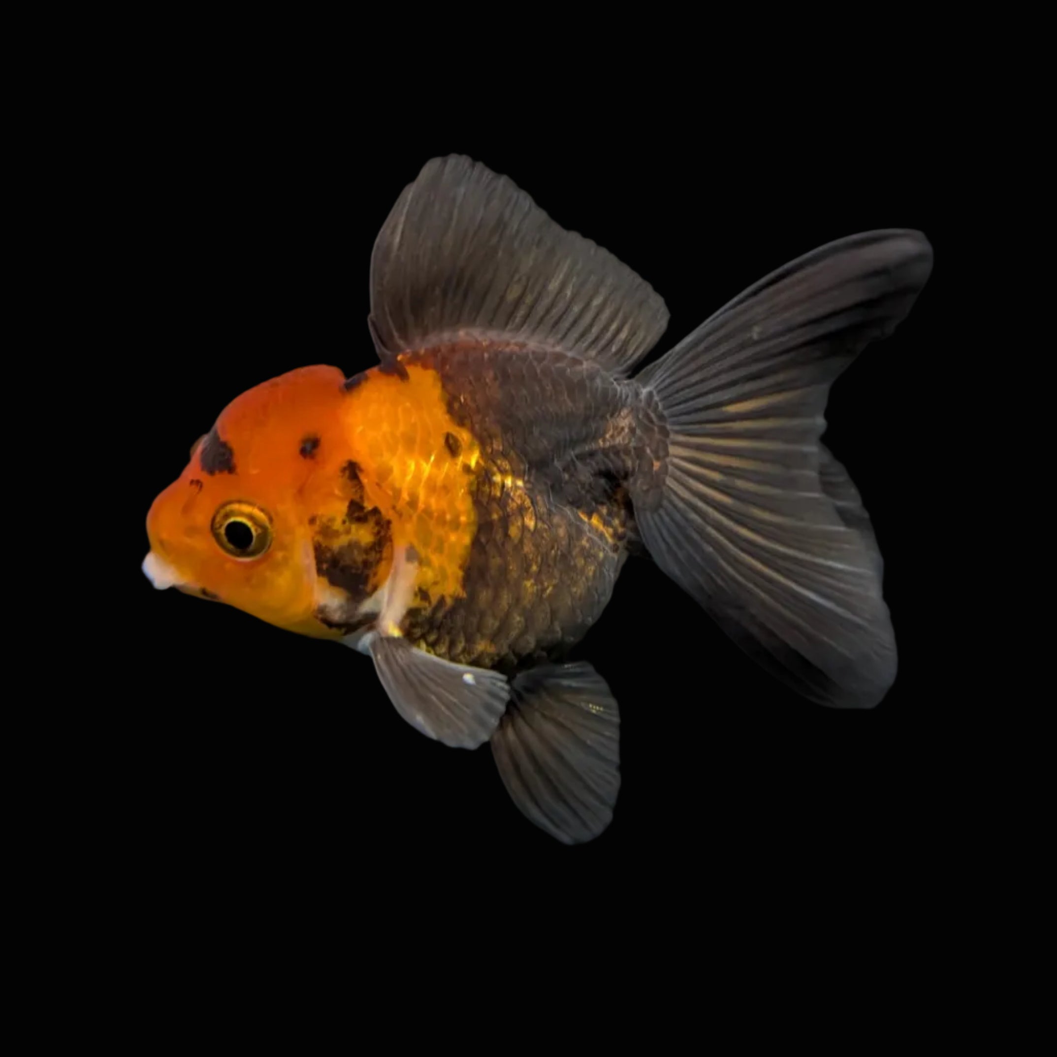 Juvenile Oranda Tricolor 3.5"-4" in.  ID#417T7A-006
