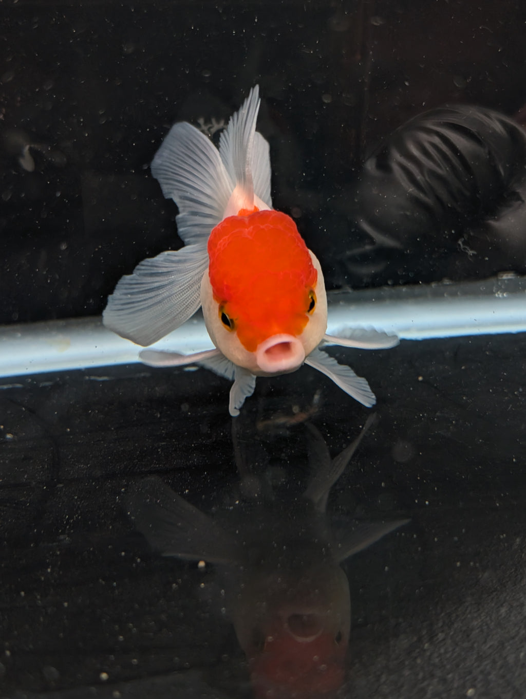 TOAD *Boss 415  Juvenile Oranda Red Cap 3.5"-4" in.  ID#410T8A-020