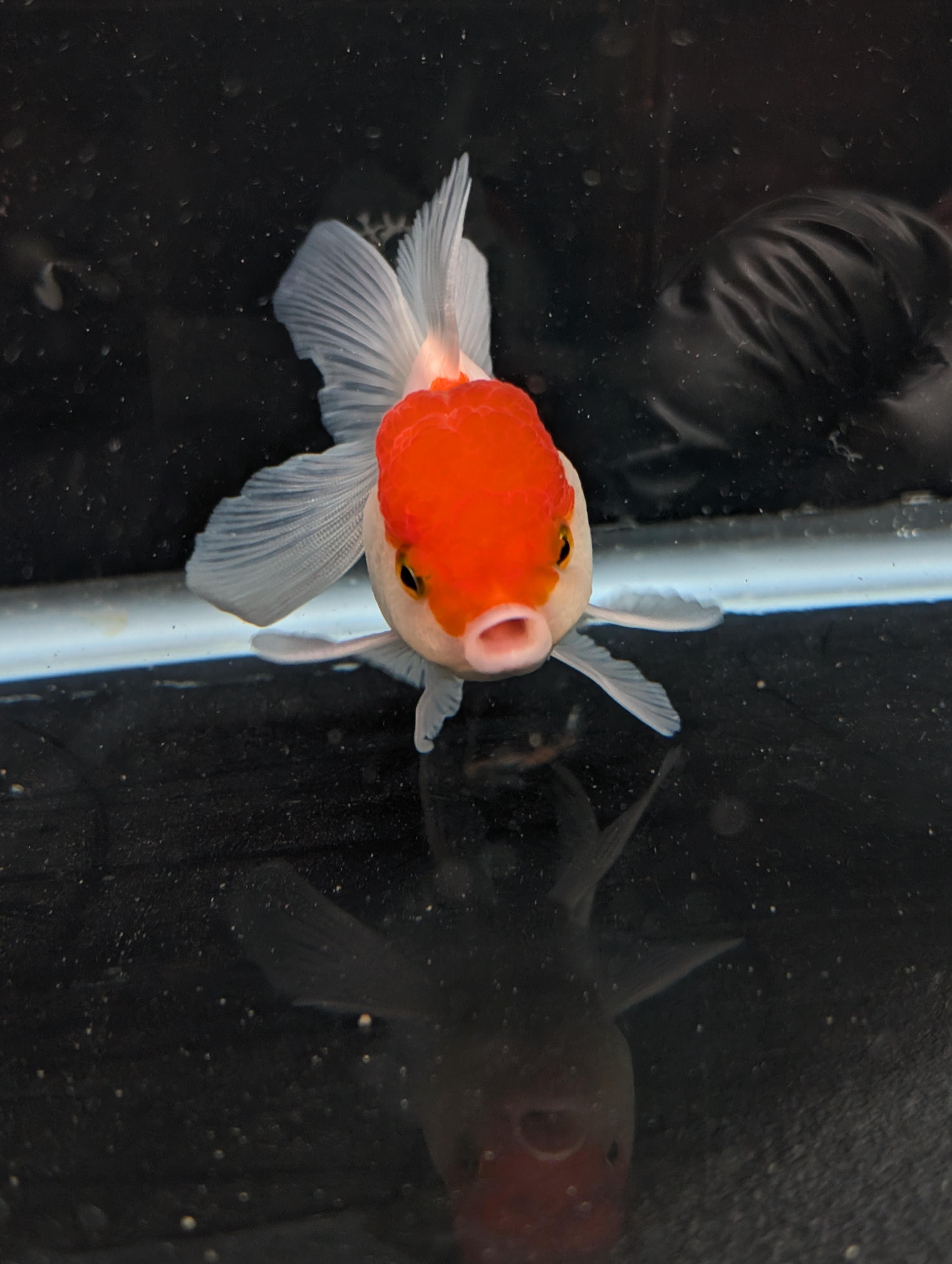 TOAD *Boss 415  Juvenile Oranda Red Cap 3.5"-4" in.  ID#410T8A-020