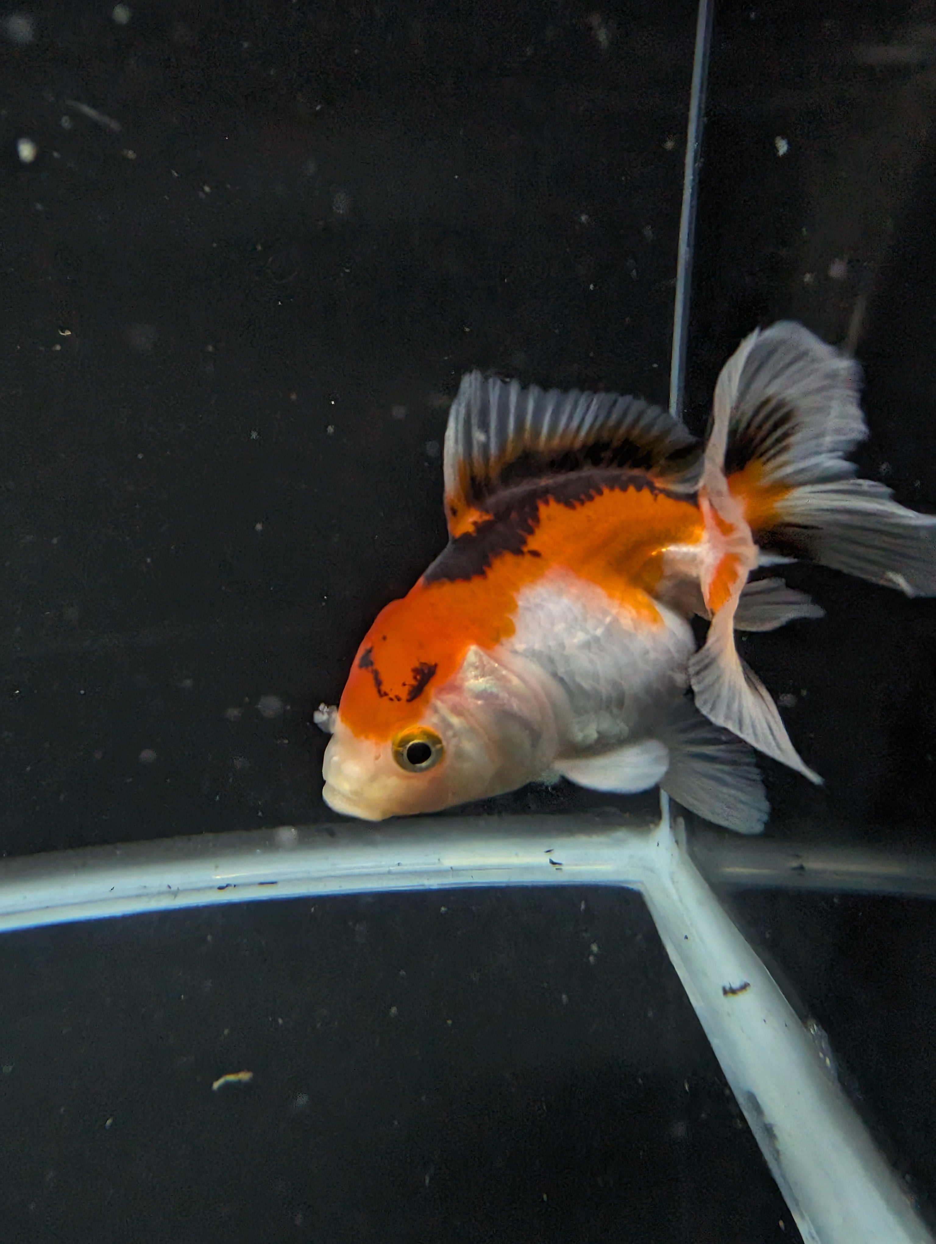 Thai Juvenile Oranda Tricolor 3"-3.5" in.  ID#626T1A-004