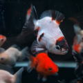 BULK 5PACK - Baby Thai Shogun Oranda Mix Color 2"-2.5" in. *Assorted Dealers Choice