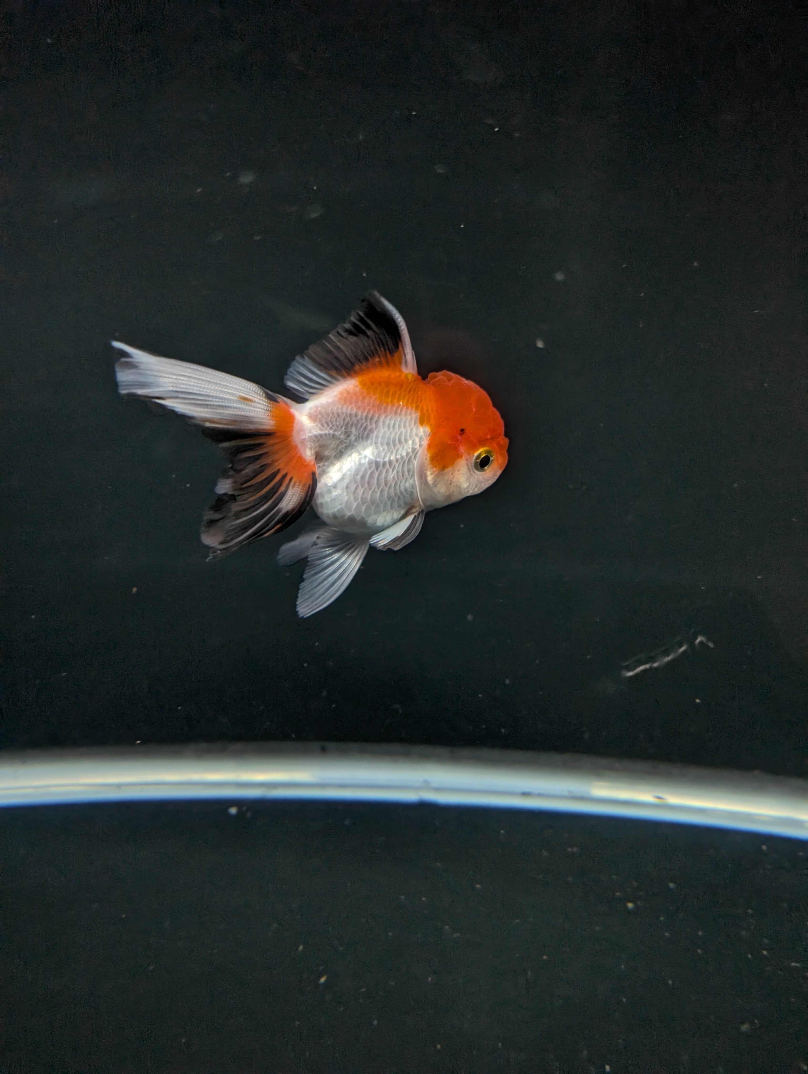 Juvenile Oranda Tricolor 3.5"-4" in.  ID#508T2A-025