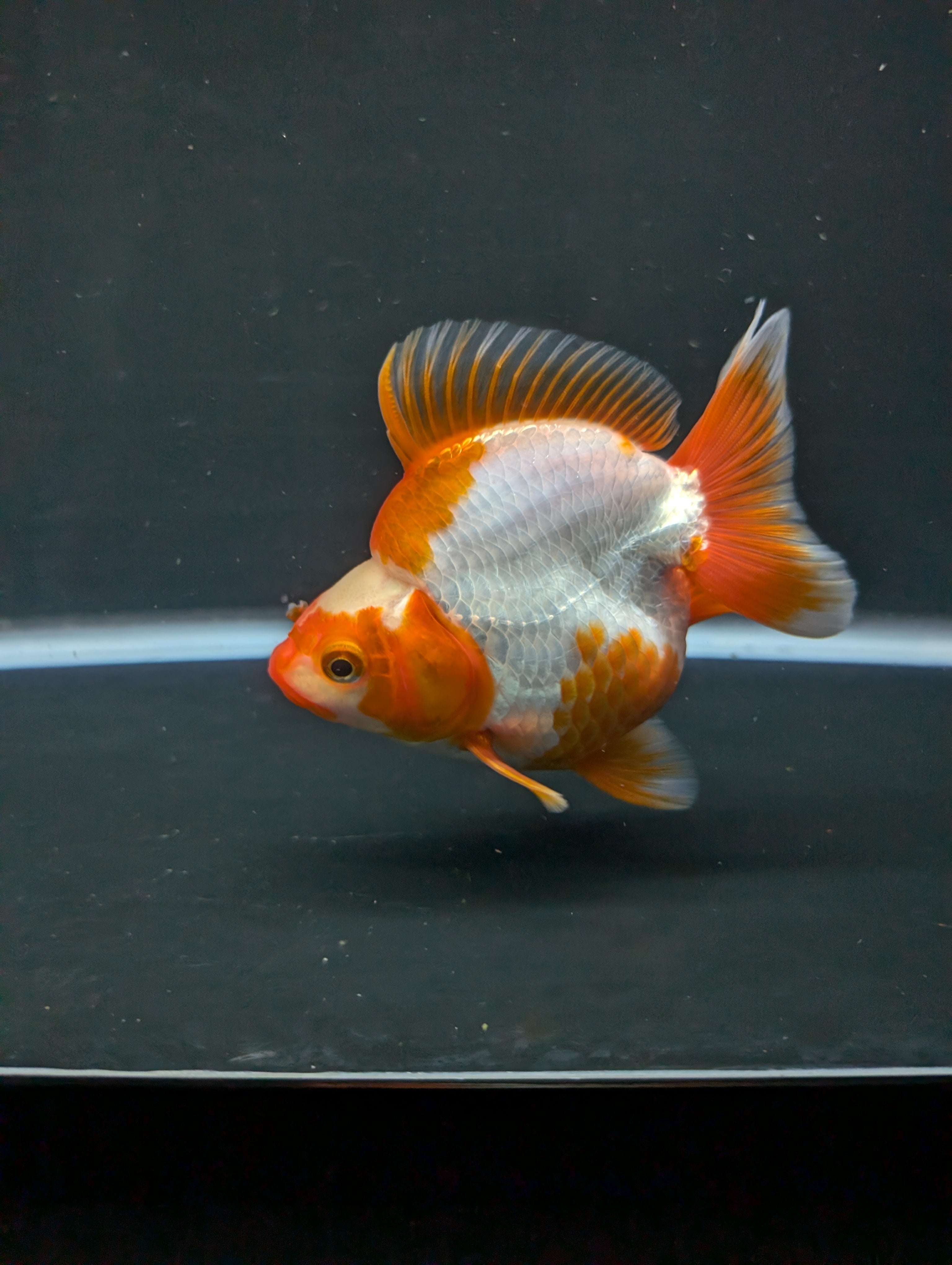 Jumbo Ryukin Short Tail Red White 4.5" in. ID#828STR5B-003